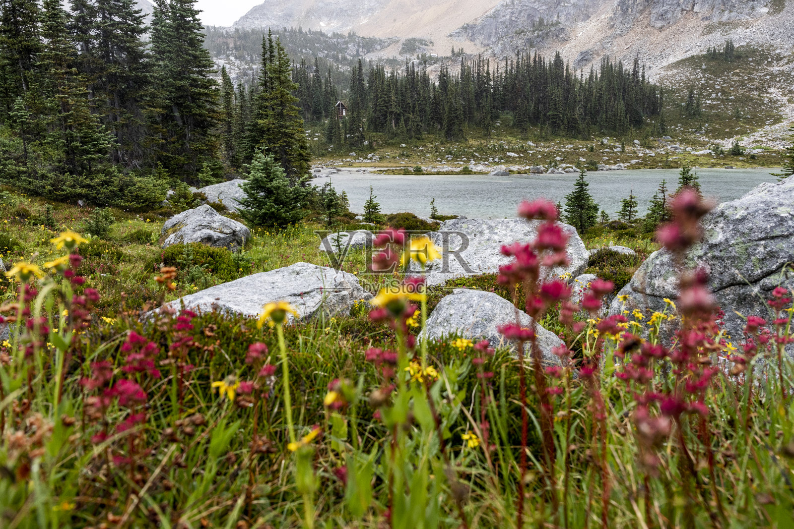 美丽的山谷景观与盛开的鲜花和湖泊与平静的水位于森林中的英属哥伦比亚山区照片摄影图片