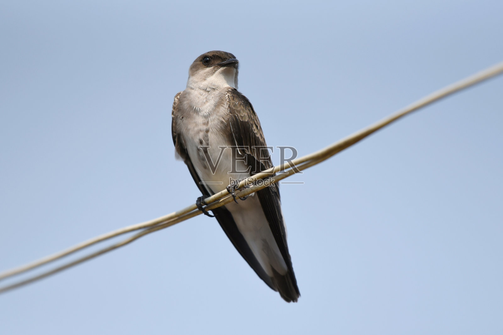 棕色胸部的马丁(Progne tapera)坐在一根电线上照片摄影图片