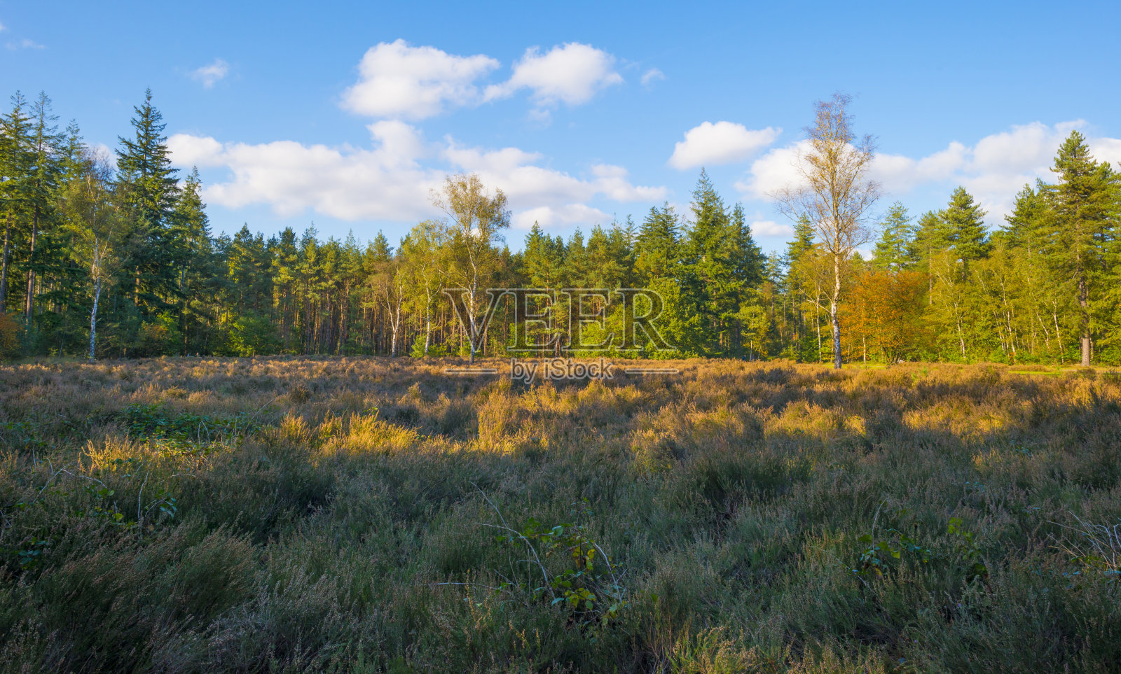秋天阳光明媚的森林里的石南和树木照片摄影图片