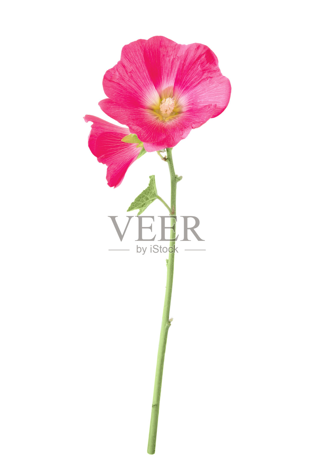 lavatera olbia玫瑰花孤立照片摄影图片