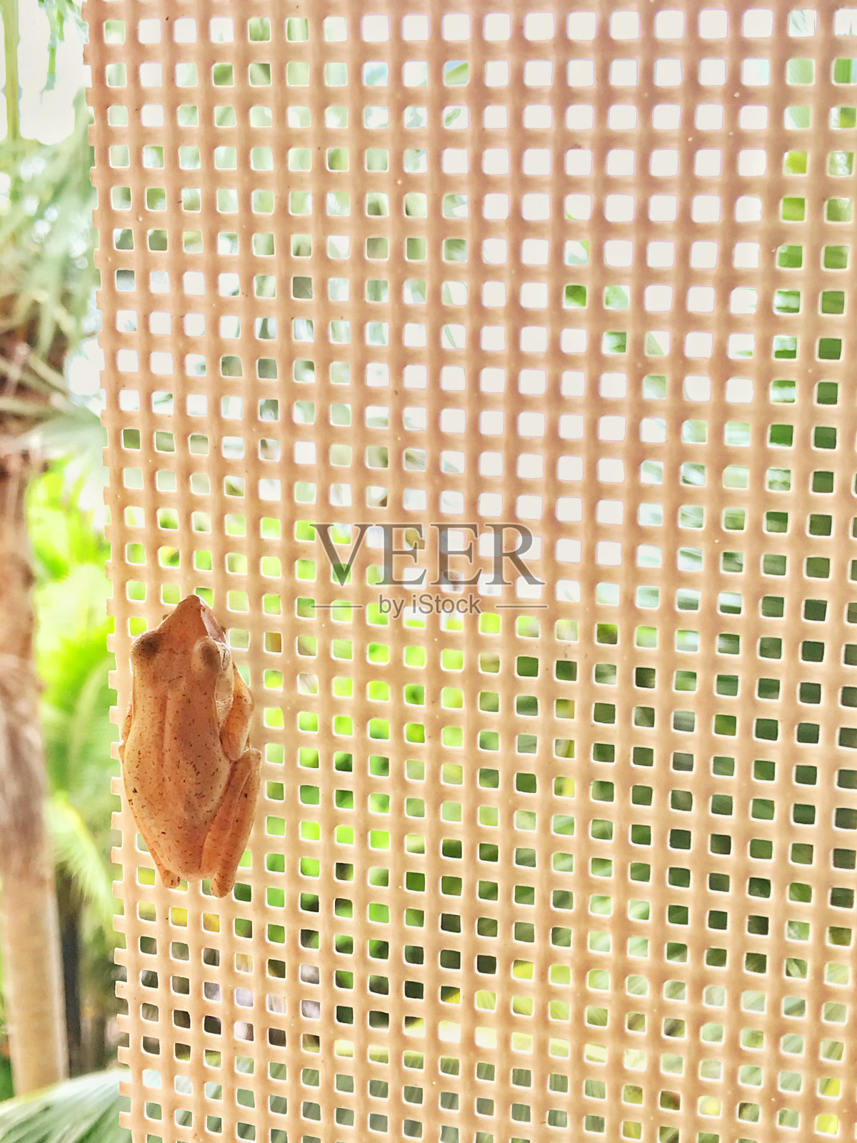 金色的树蛙照片摄影图片