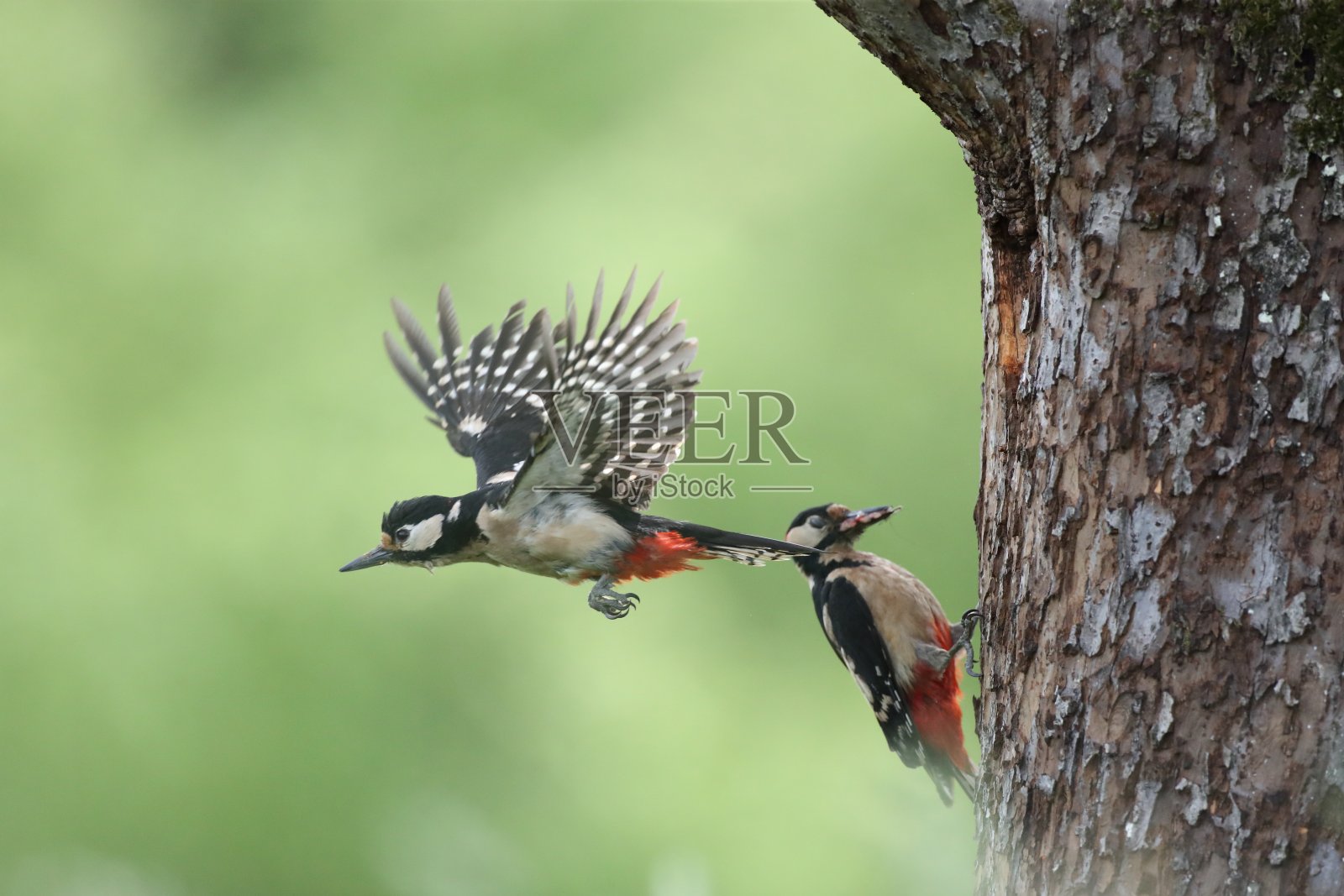 大斑点啄木鸟(Dendrocopos major)德国照片摄影图片