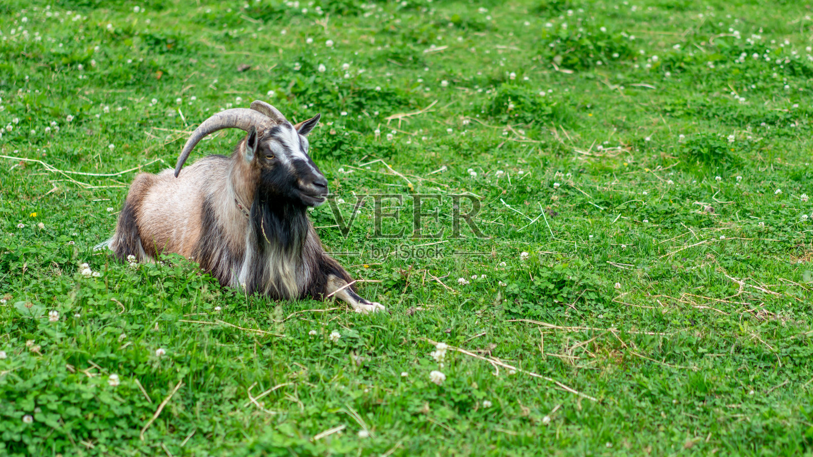 动物的照片照片摄影图片