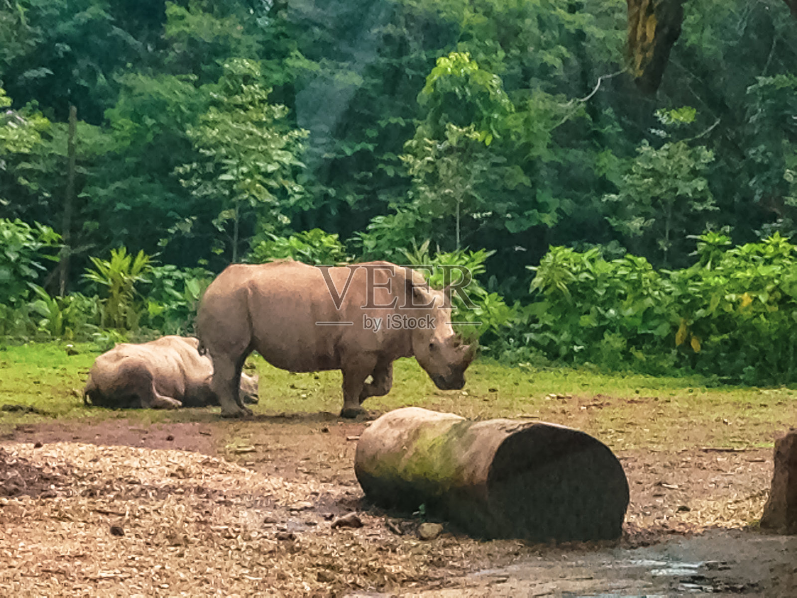 犀牛照片摄影图片