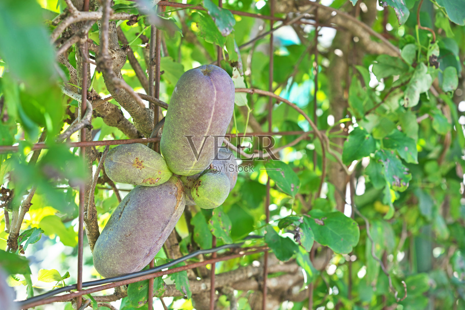 木通照片摄影图片