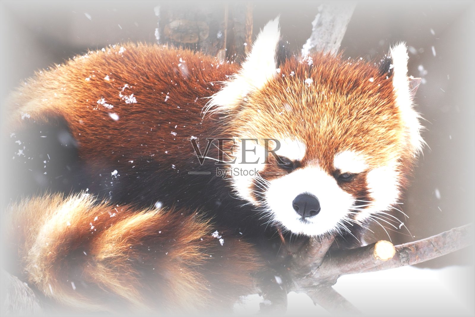 红熊猫照片摄影图片