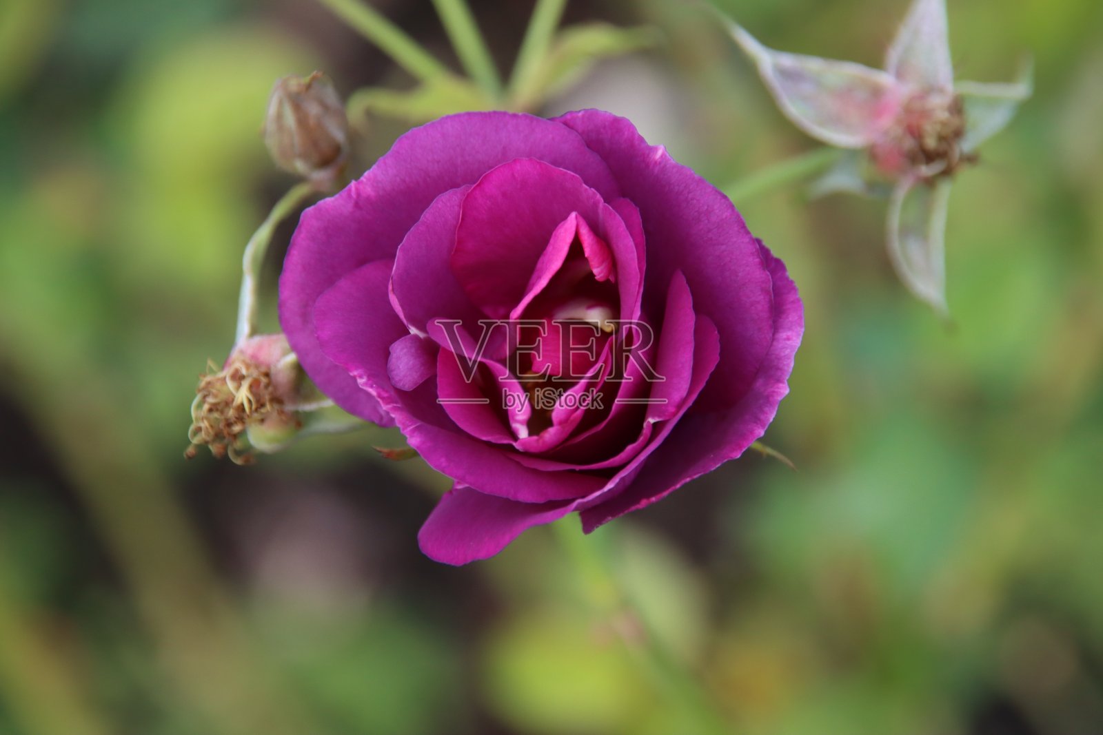 紫色玫瑰类型在博斯库的玫瑰园蓝色狂想曲照片摄影图片