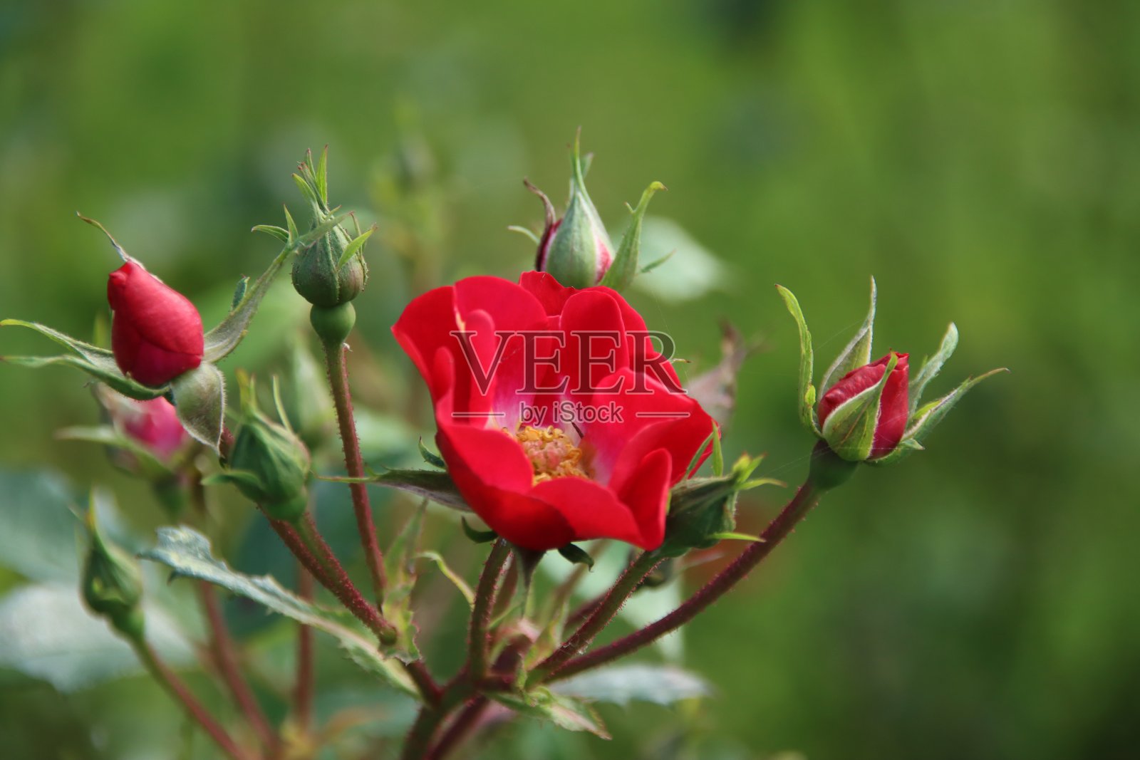博斯库玫瑰馆的红玫瑰照片摄影图片