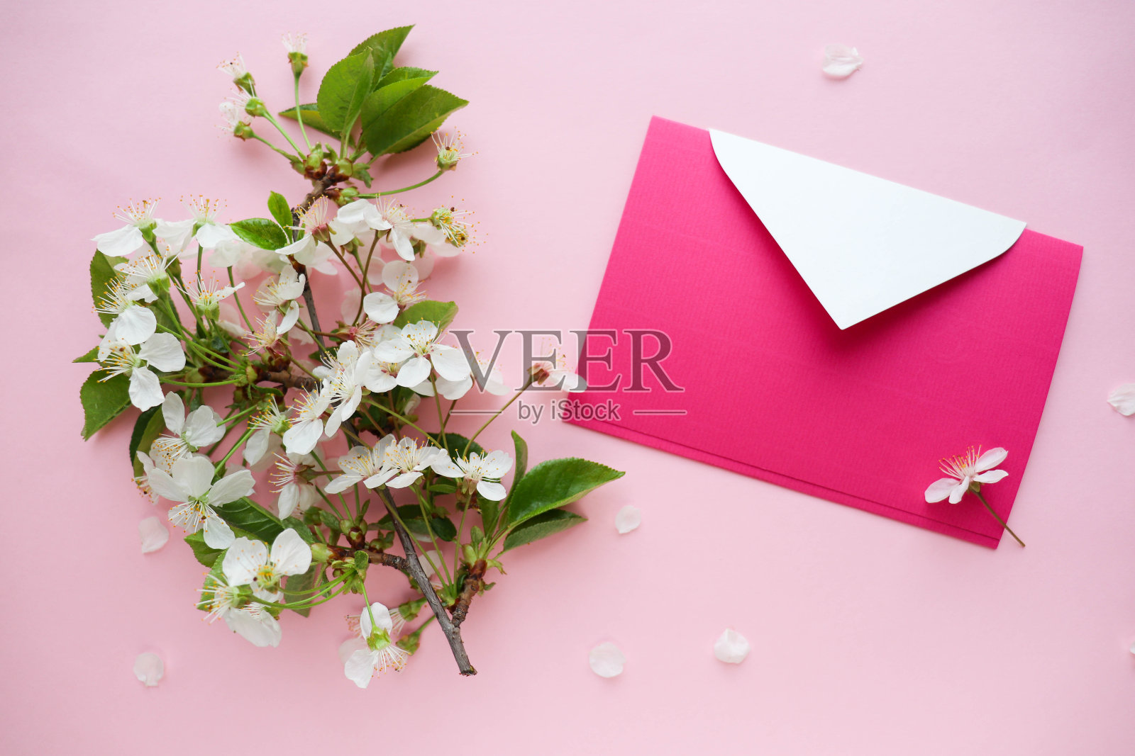 盛开的樱花枝和信封。文本。照片摄影图片