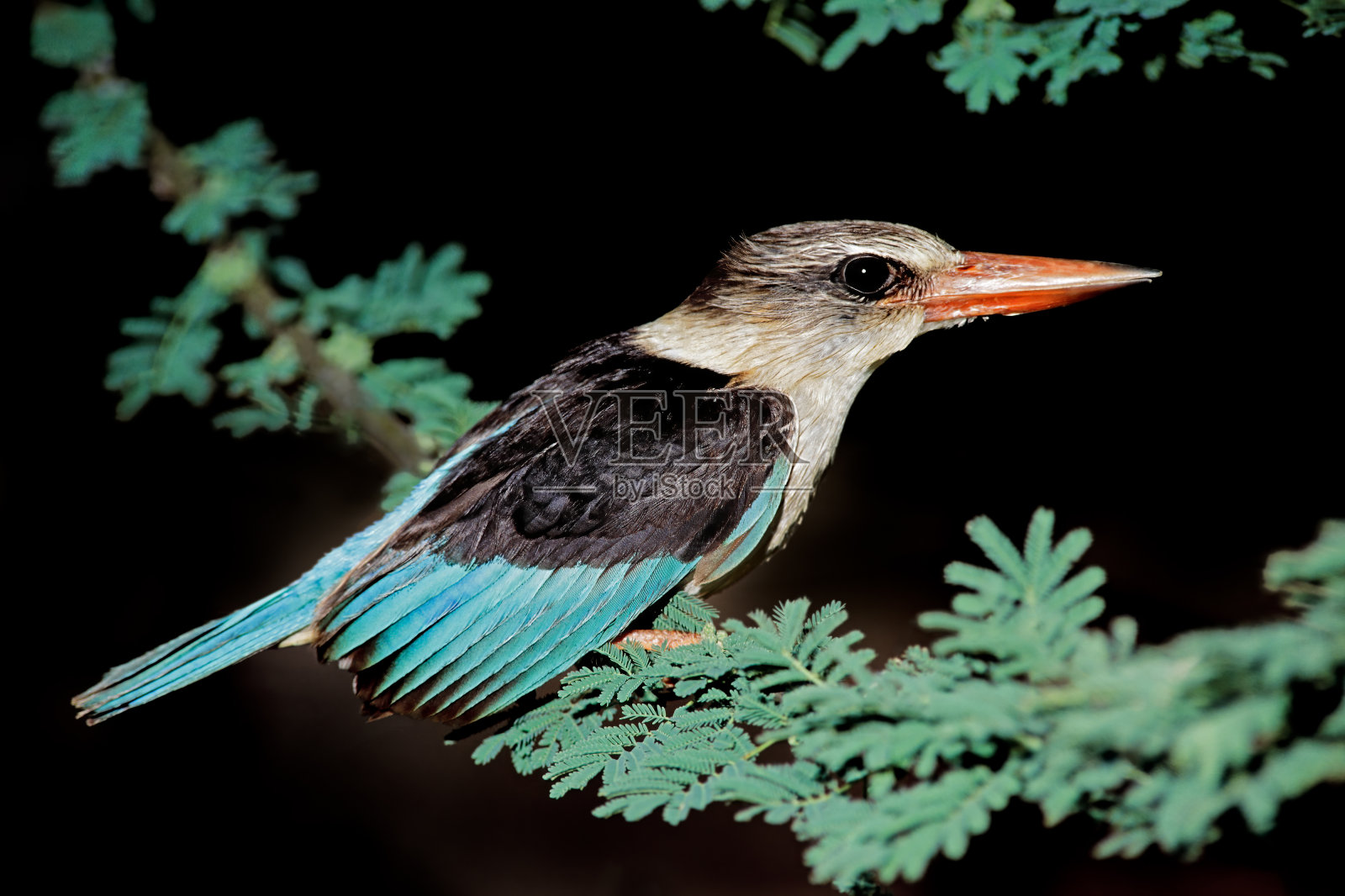 棕头翠鸟：栖息在南非的树枝上照片摄影图片