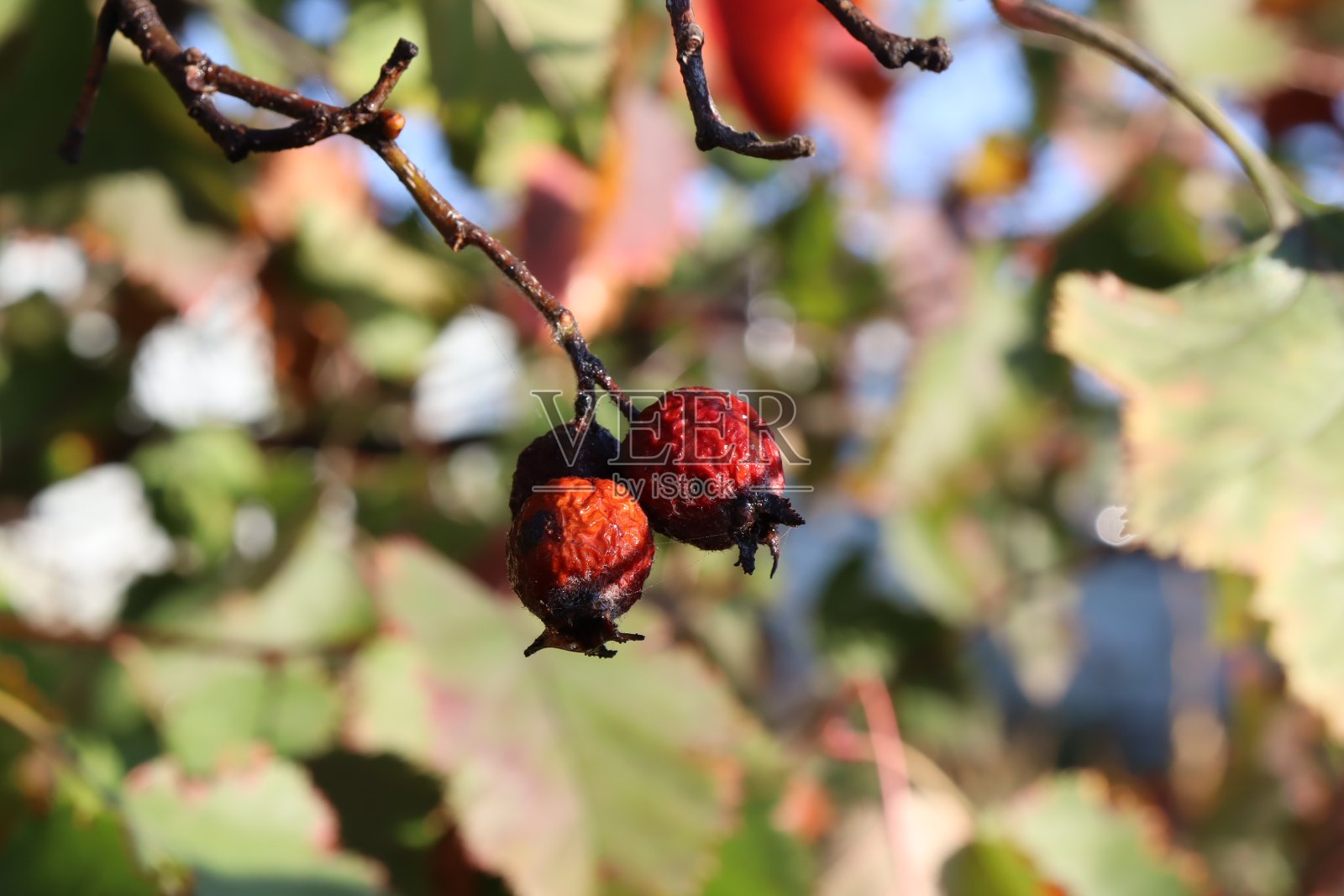 秋天干红山楂照片摄影图片