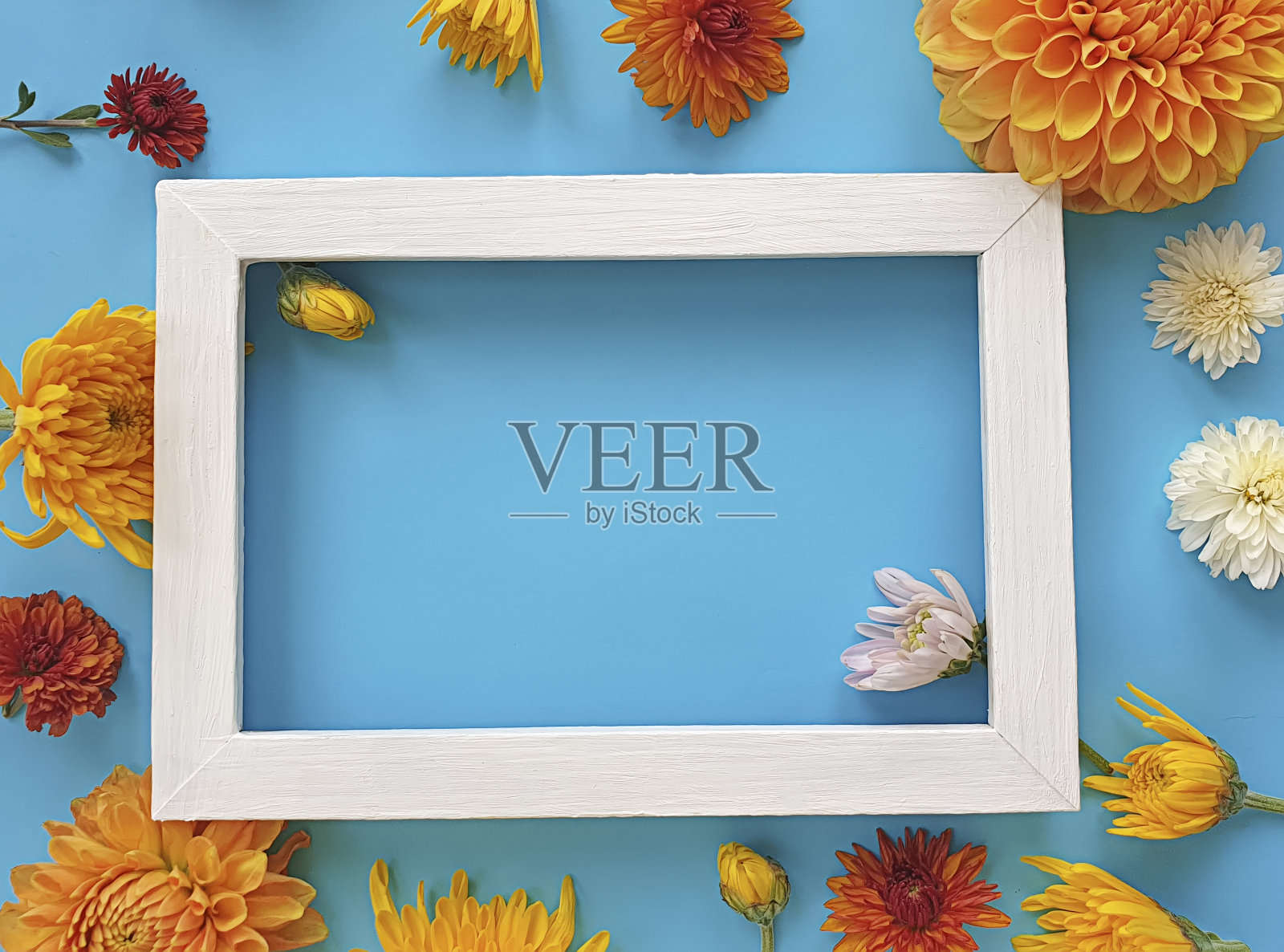 美丽的花在一个彩色的背景框架，模板照片摄影图片