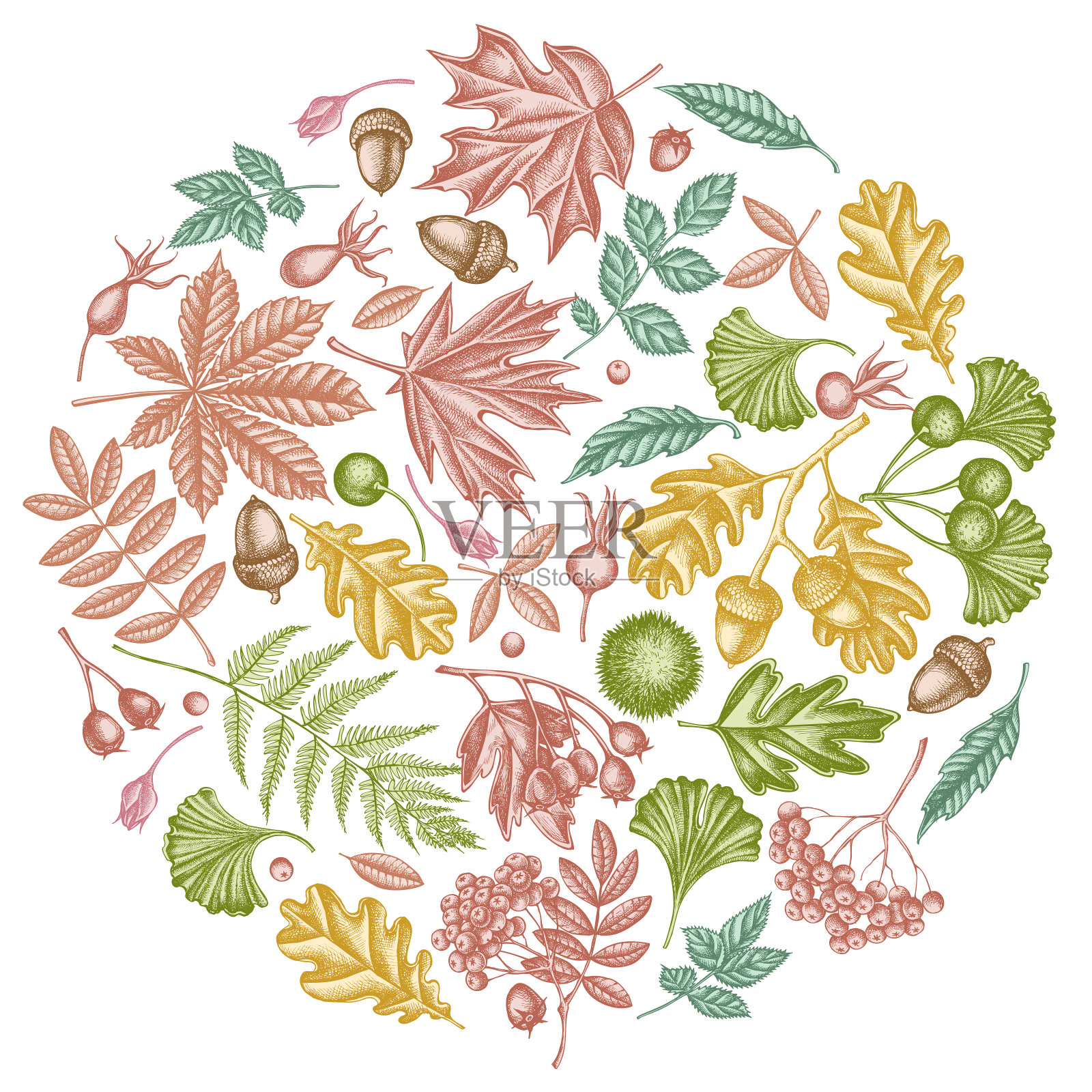 圆形图案有柔和的蕨类，狗玫瑰，花楸，银杏，枫木，橡树，七叶树，栗子，山楂插画图片素材