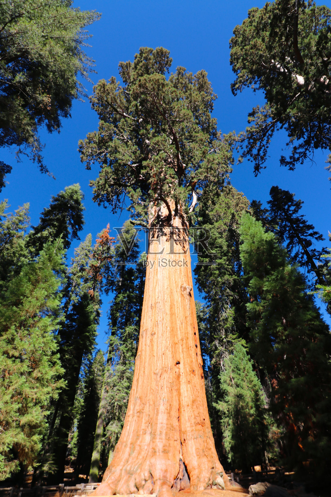 谢尔曼将军树，美国加州红杉国家公园照片摄影图片