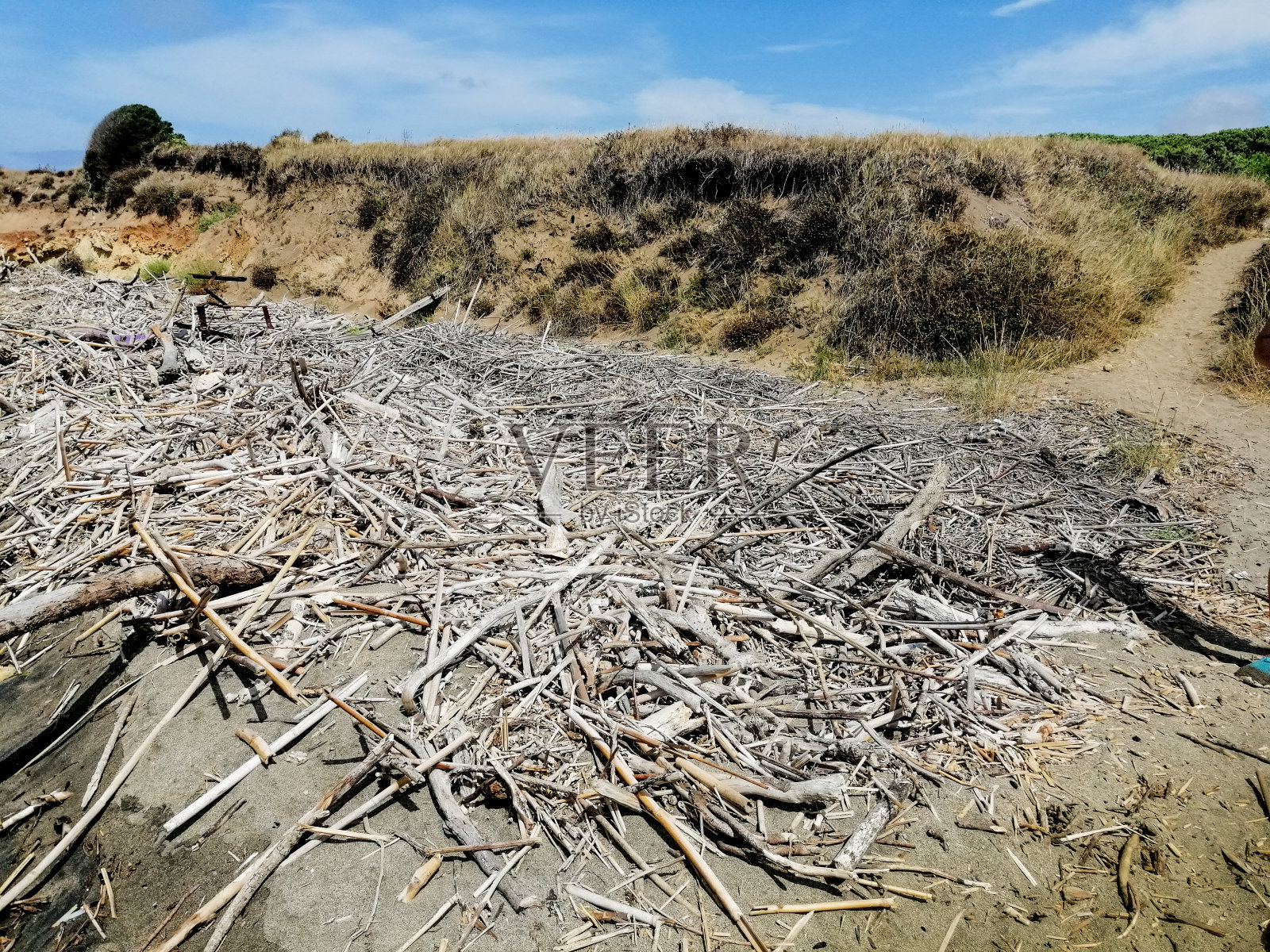 海滩上的灌木照片摄影图片