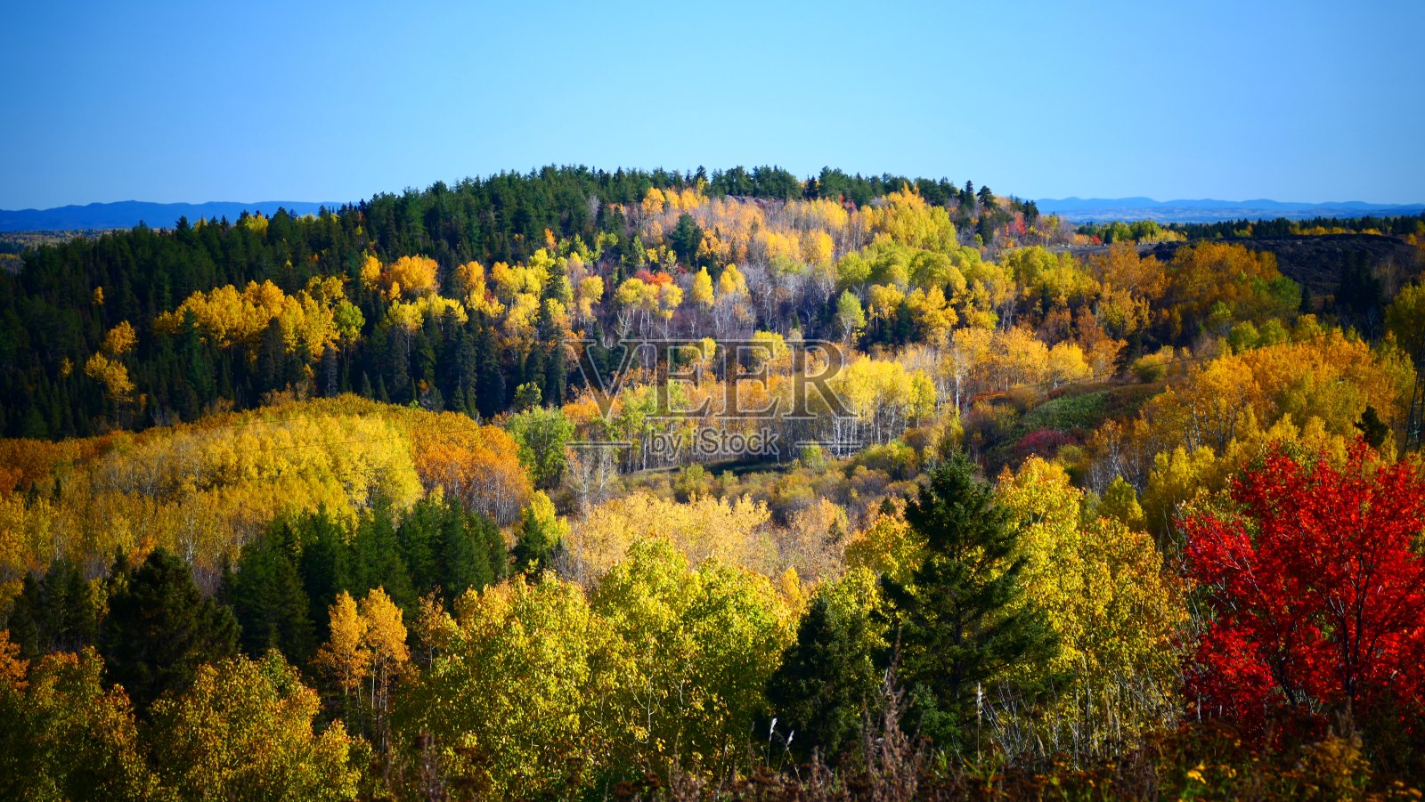 高高的森林里有秋天的叶子照片摄影图片