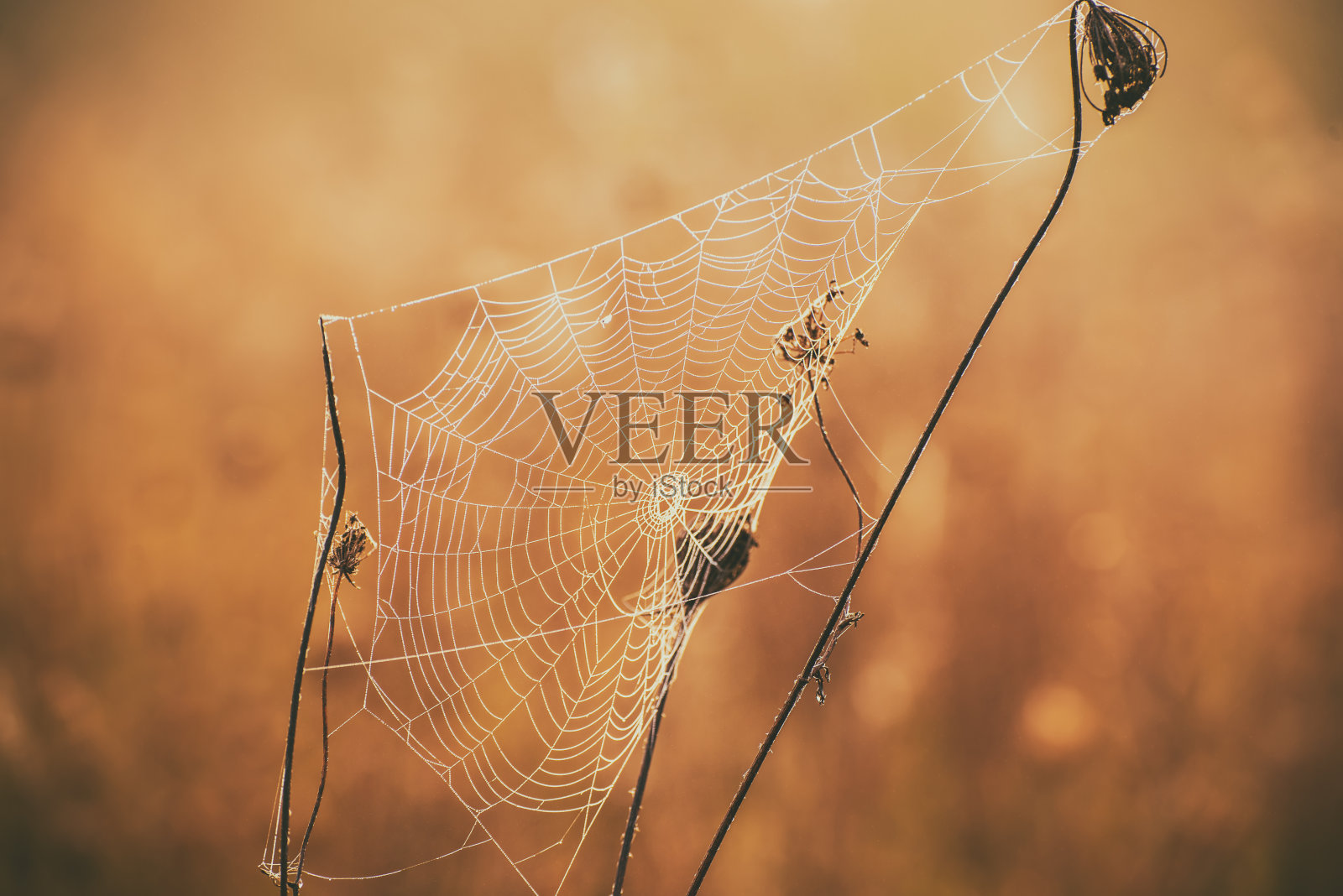 秋天干燥的植物照片摄影图片