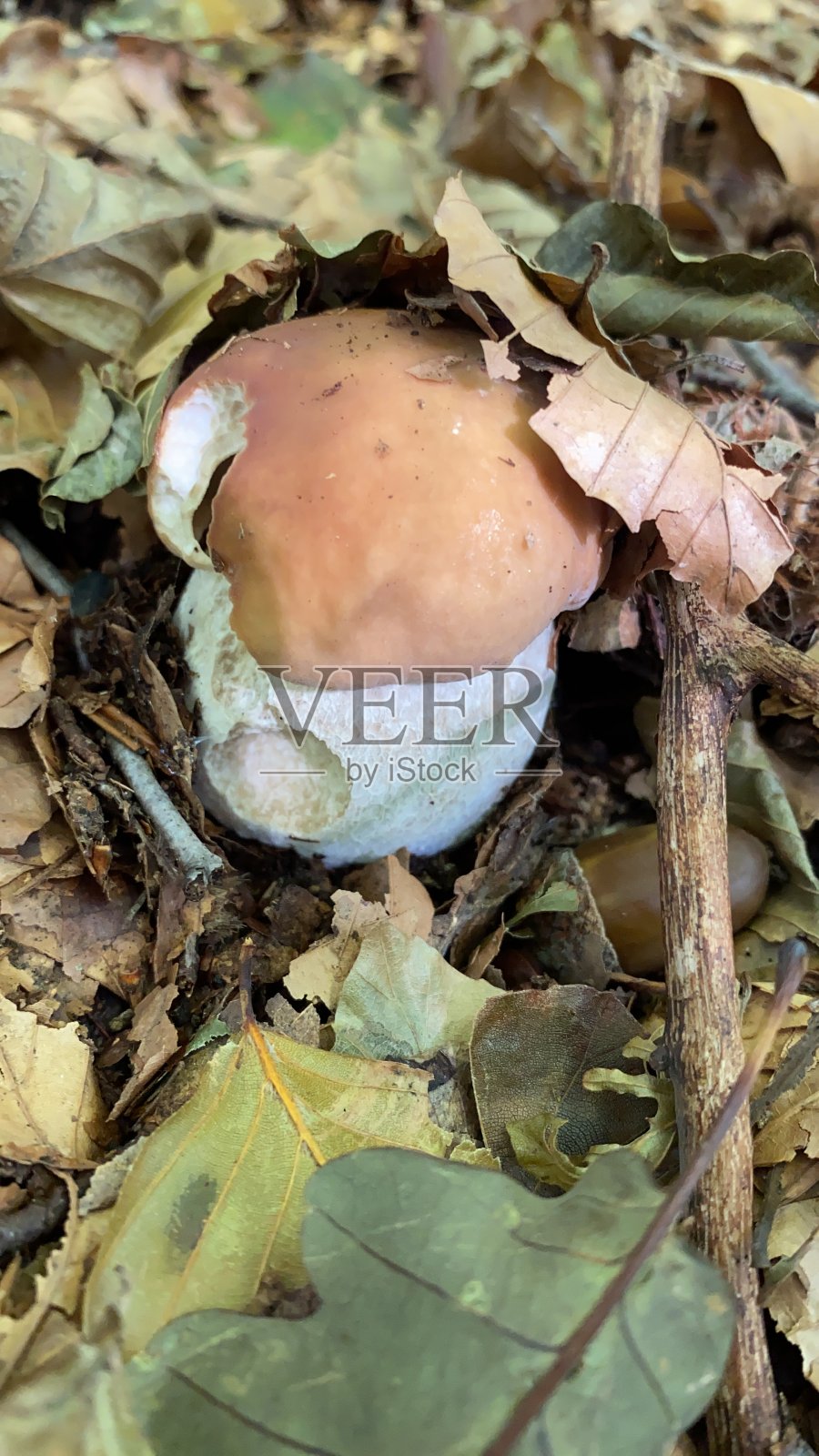 秋天的意大利北部蘑菇照片摄影图片