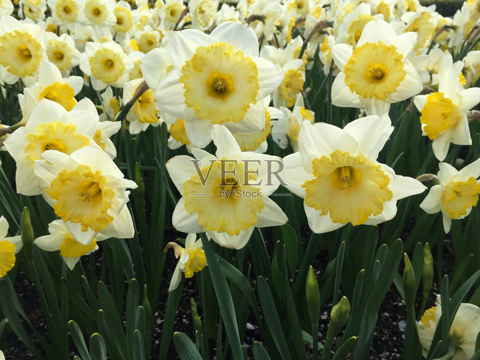 花园在荷兰照片摄影图片