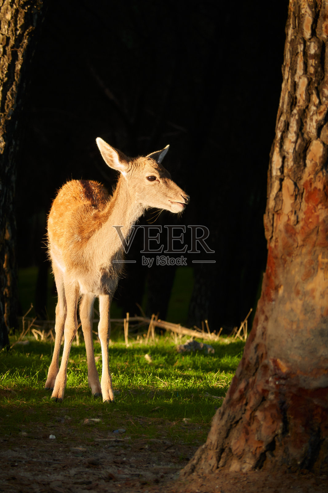 埃尔帕尔多豆瓣菜期间的意大利面。马德里。西班牙照片摄影图片