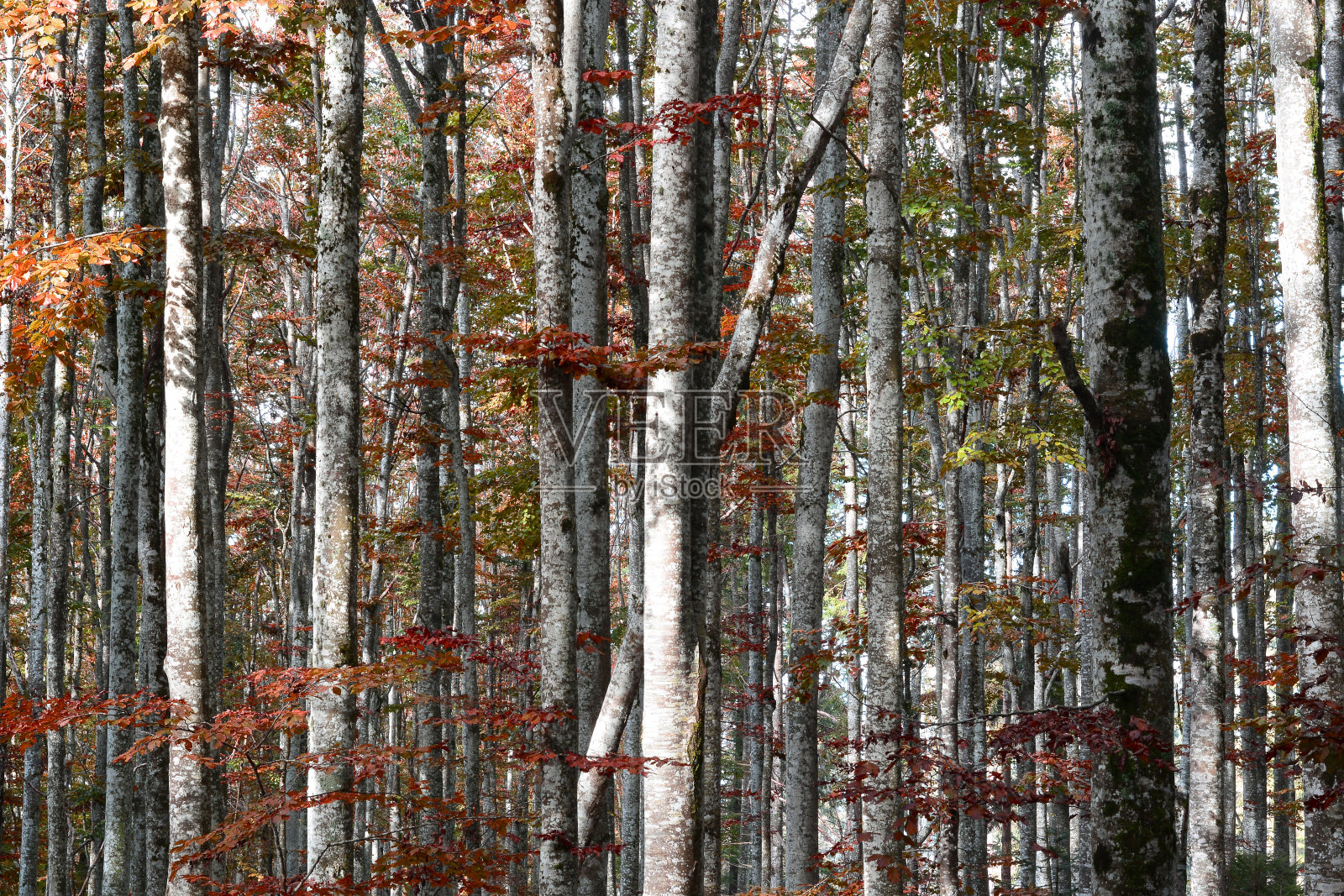 秋天树木的树干照片摄影图片
