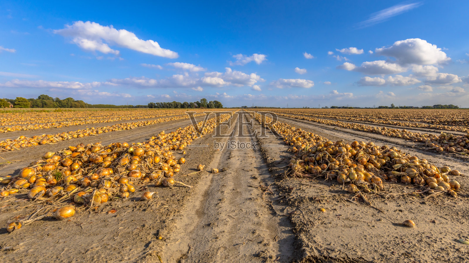 成排的洋葱照片摄影图片