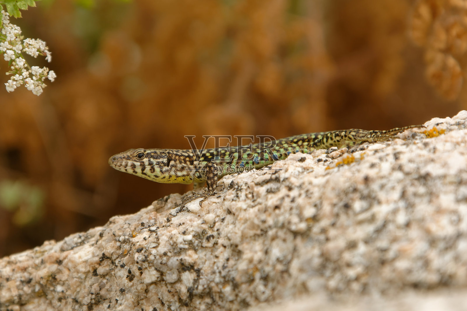 蒂勒尼壁虎蜥(Podarcis tiliguerta)是蜥蜴科的一种。该物种是撒丁岛和科西嘉岛特有的。照片摄影图片