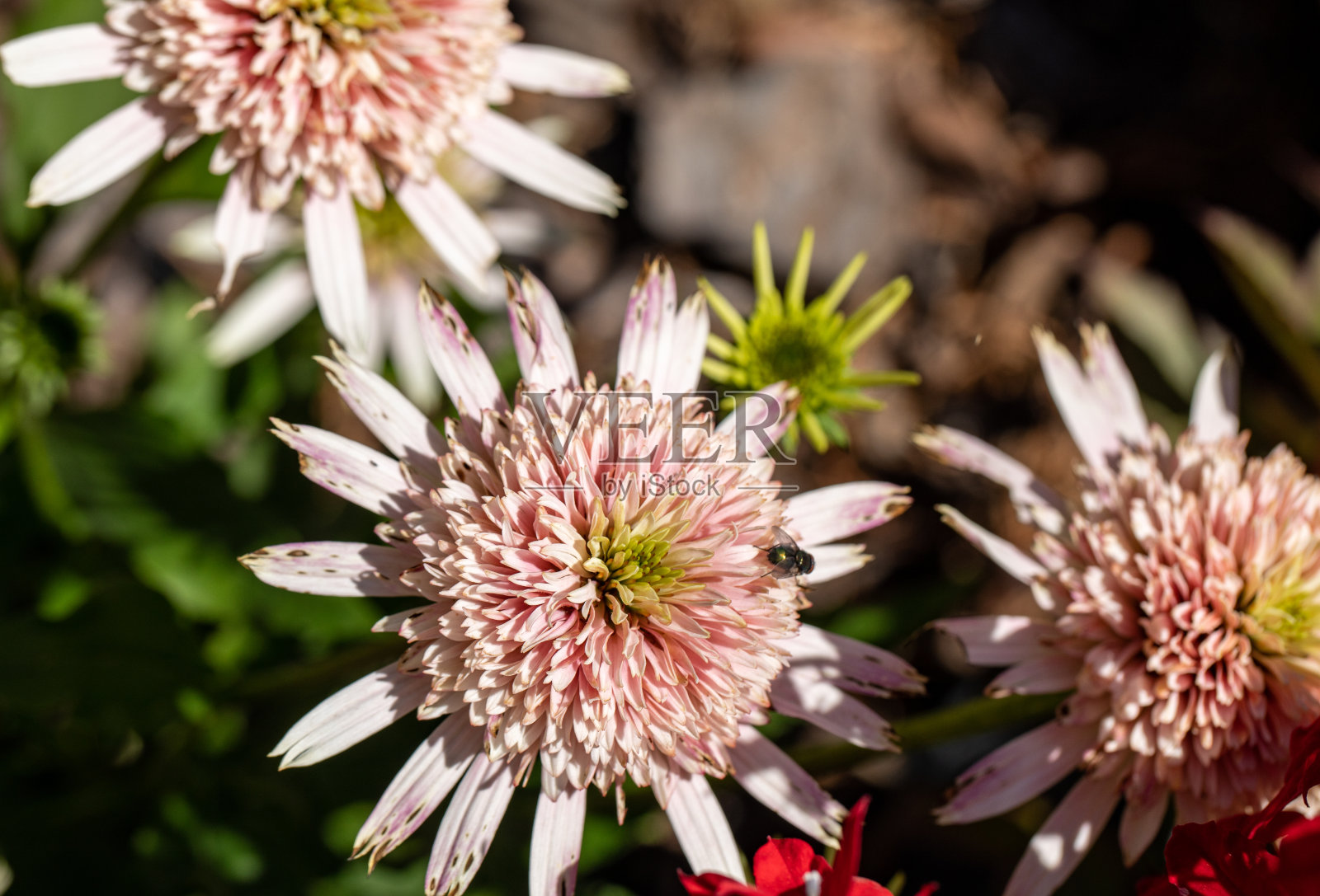 紫锥花——一种刺激免疫系统的草本植物照片摄影图片