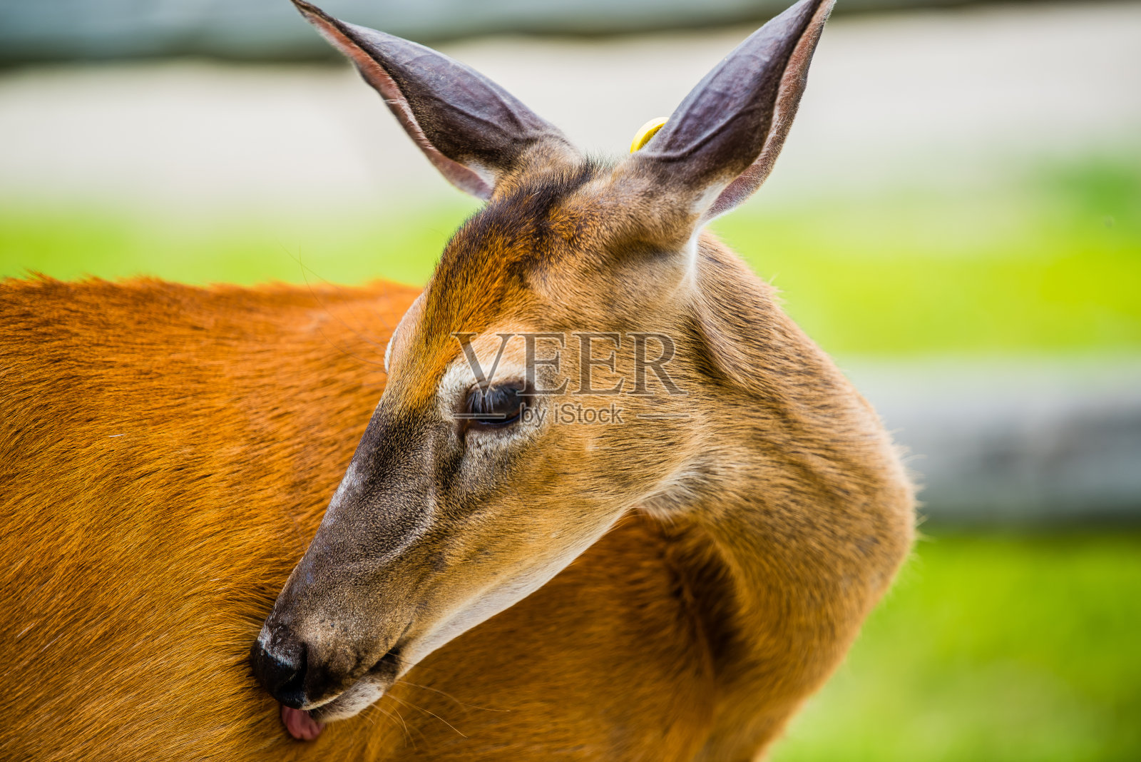 加拿大欧米茄公园里漫步的麋鹿照片摄影图片