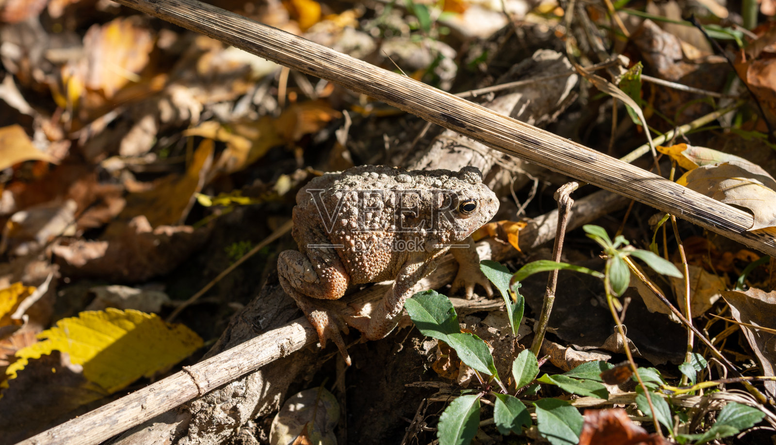 蟾蜍在叶子照片摄影图片