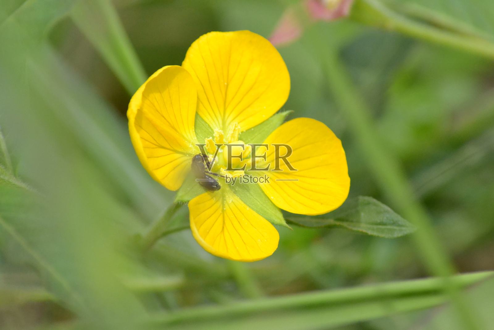 自然种子种子果实照片摄影图片