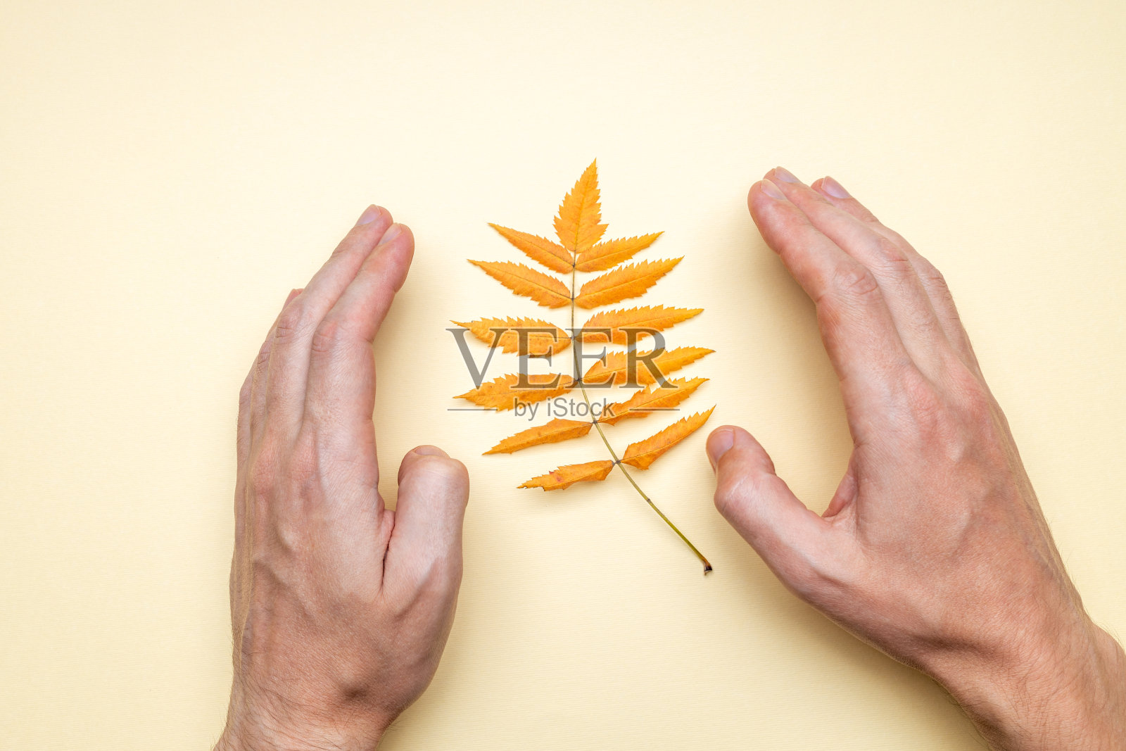 上面观人摸黄秋叶。影棚拍摄。秋天的概念。自然照顾概念上的照片摄影图片