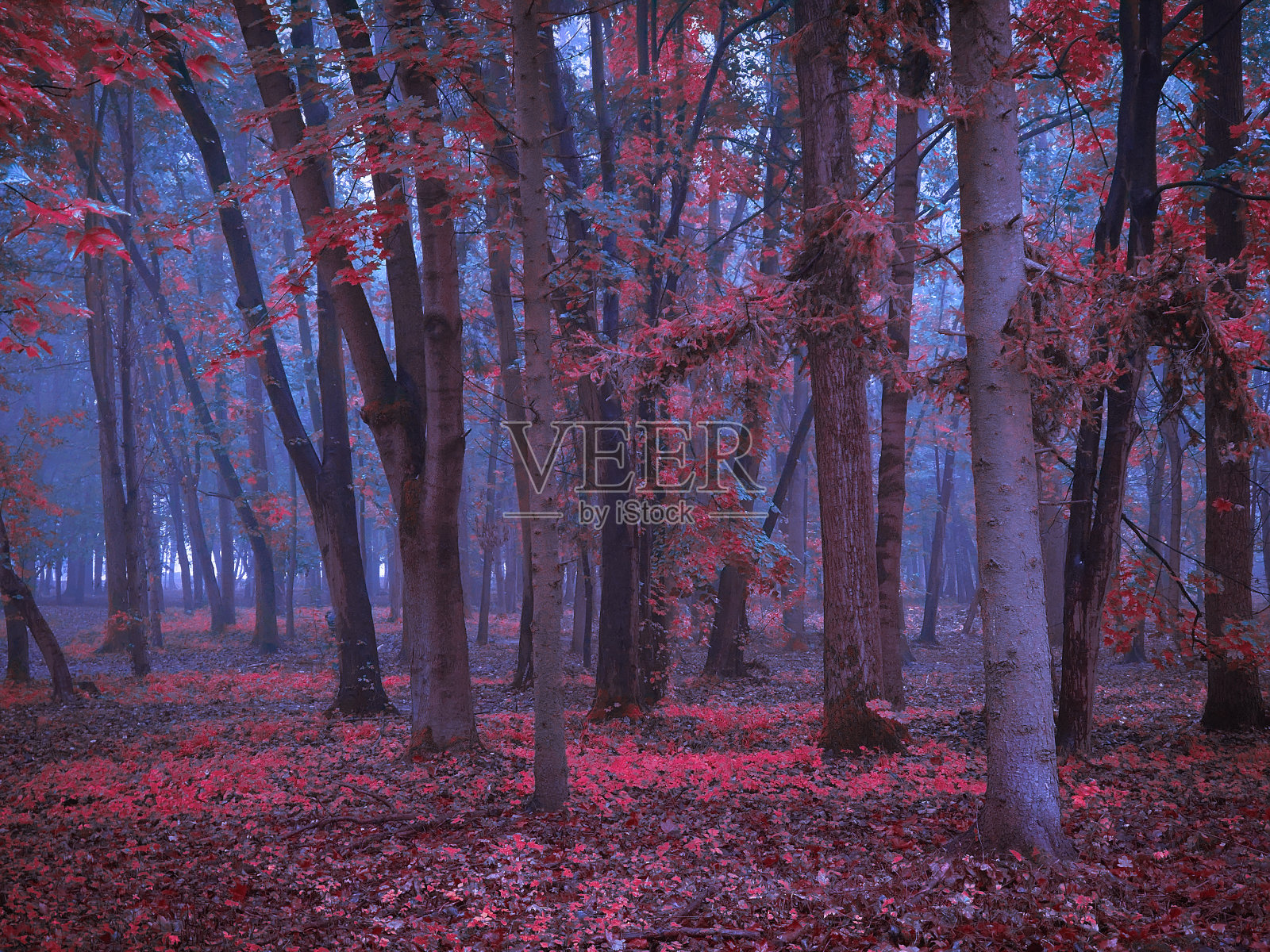 粉红色的神秘雾蒙蒙的森林。童话般的秋天森林在晨雾中。照片摄影图片