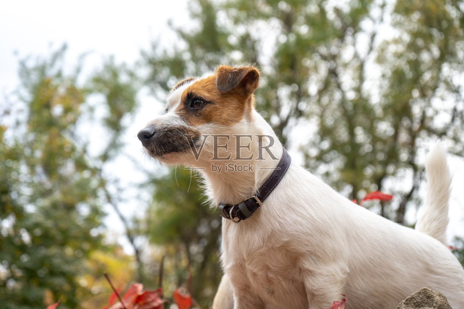 杰克罗素梗有很多黄色和红色的秋天树叶。秋天在公园遛狗照片摄影图片