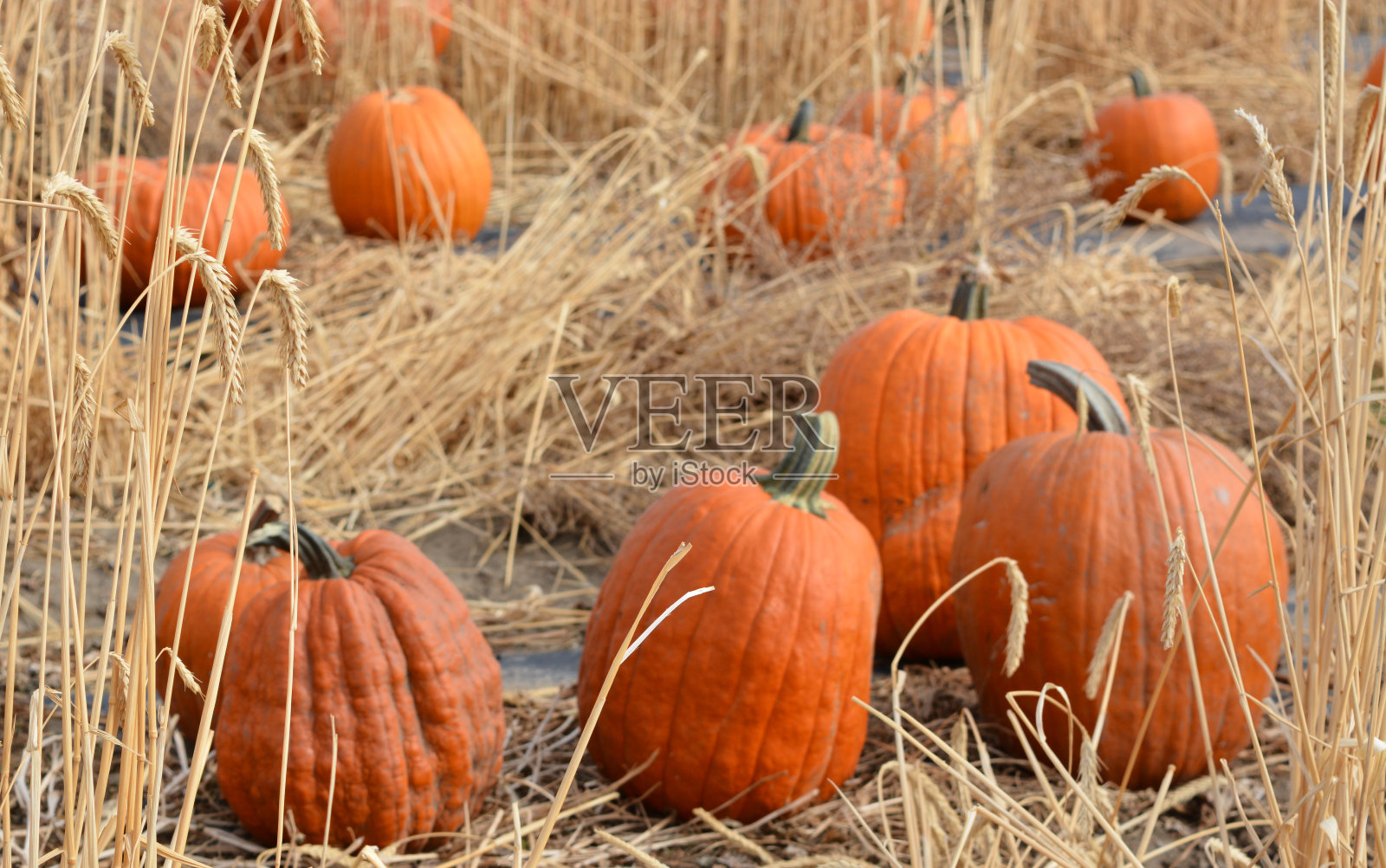 快乐的秋天在南瓜地安大略，马卢尔县，俄勒冈州照片摄影图片