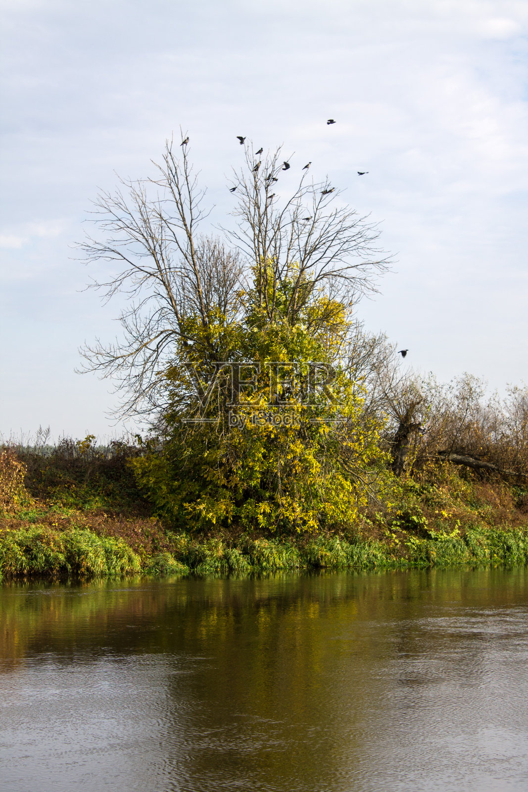 大的绿色的树照片摄影图片