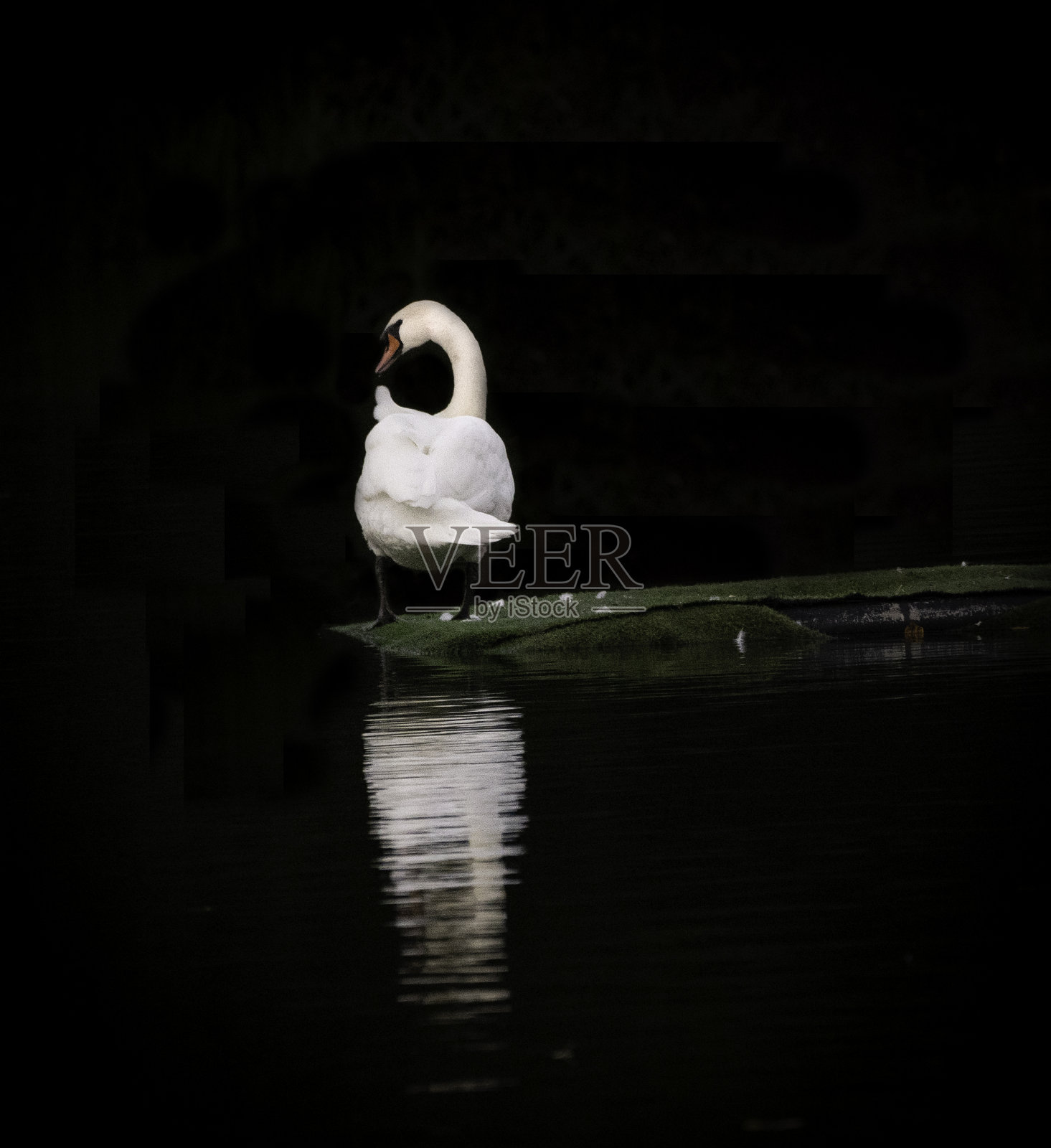 天鹅照片摄影图片