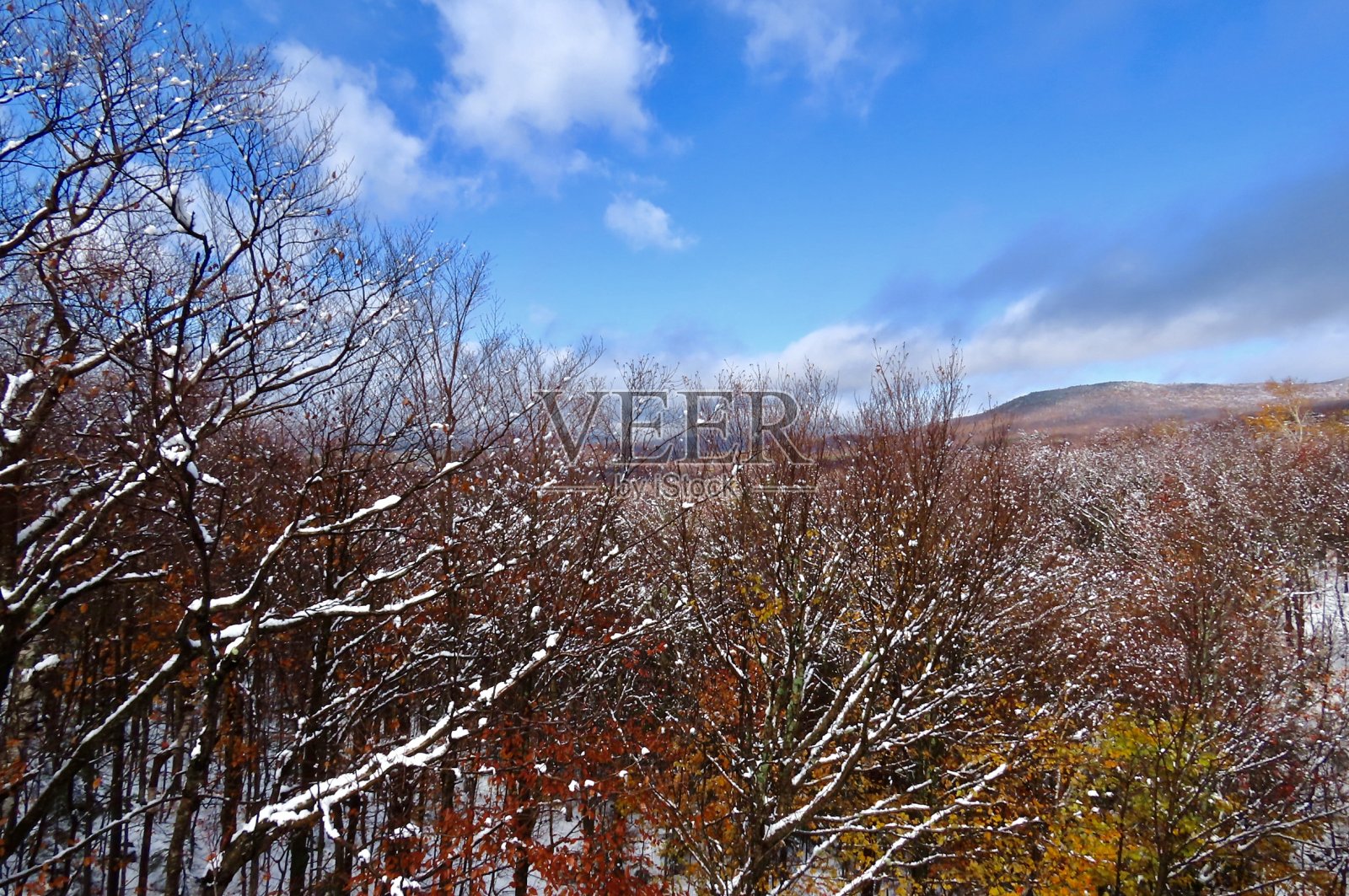 在雪中窥视的树叶照片摄影图片