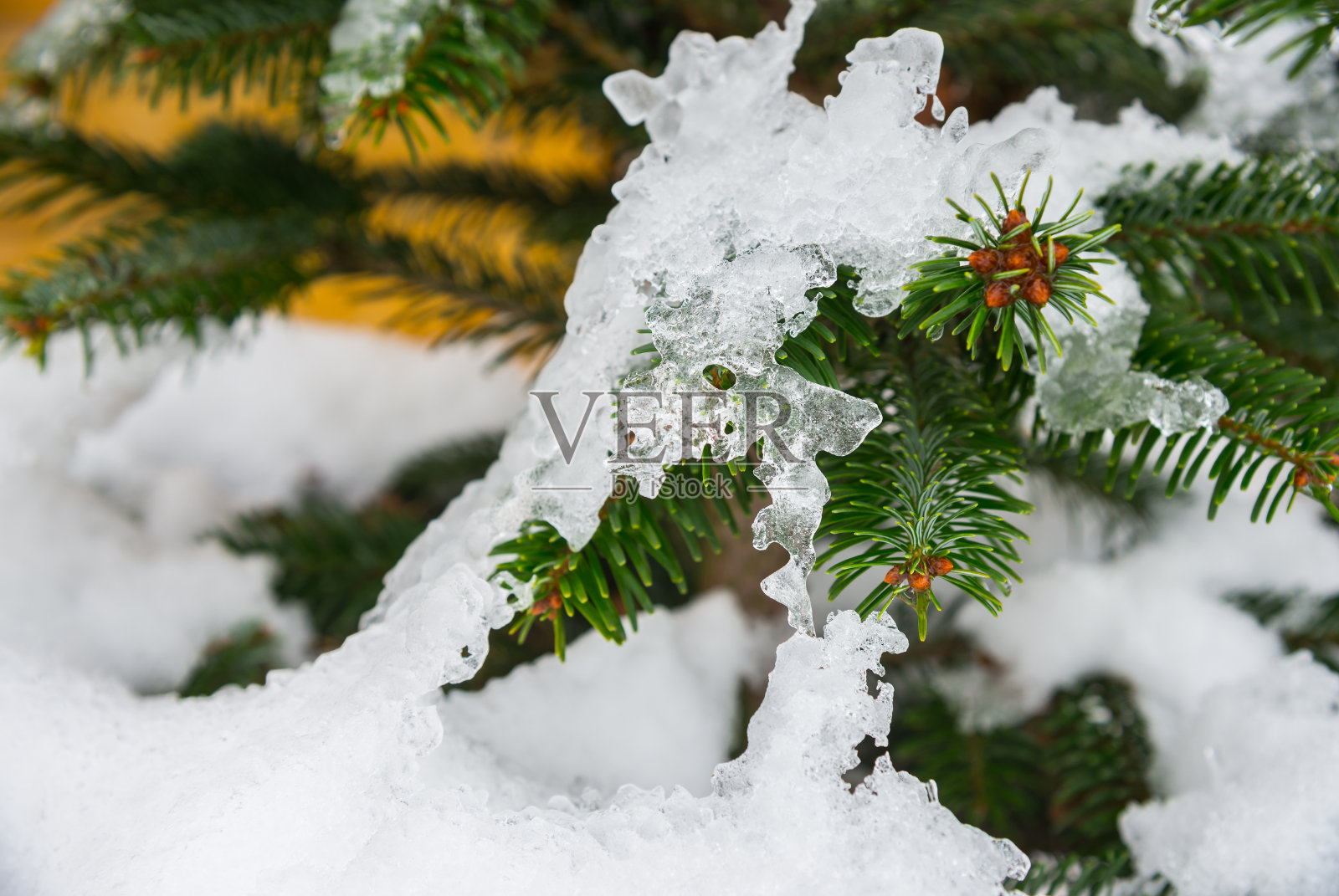 云杉树枝上的冰柱照片摄影图片