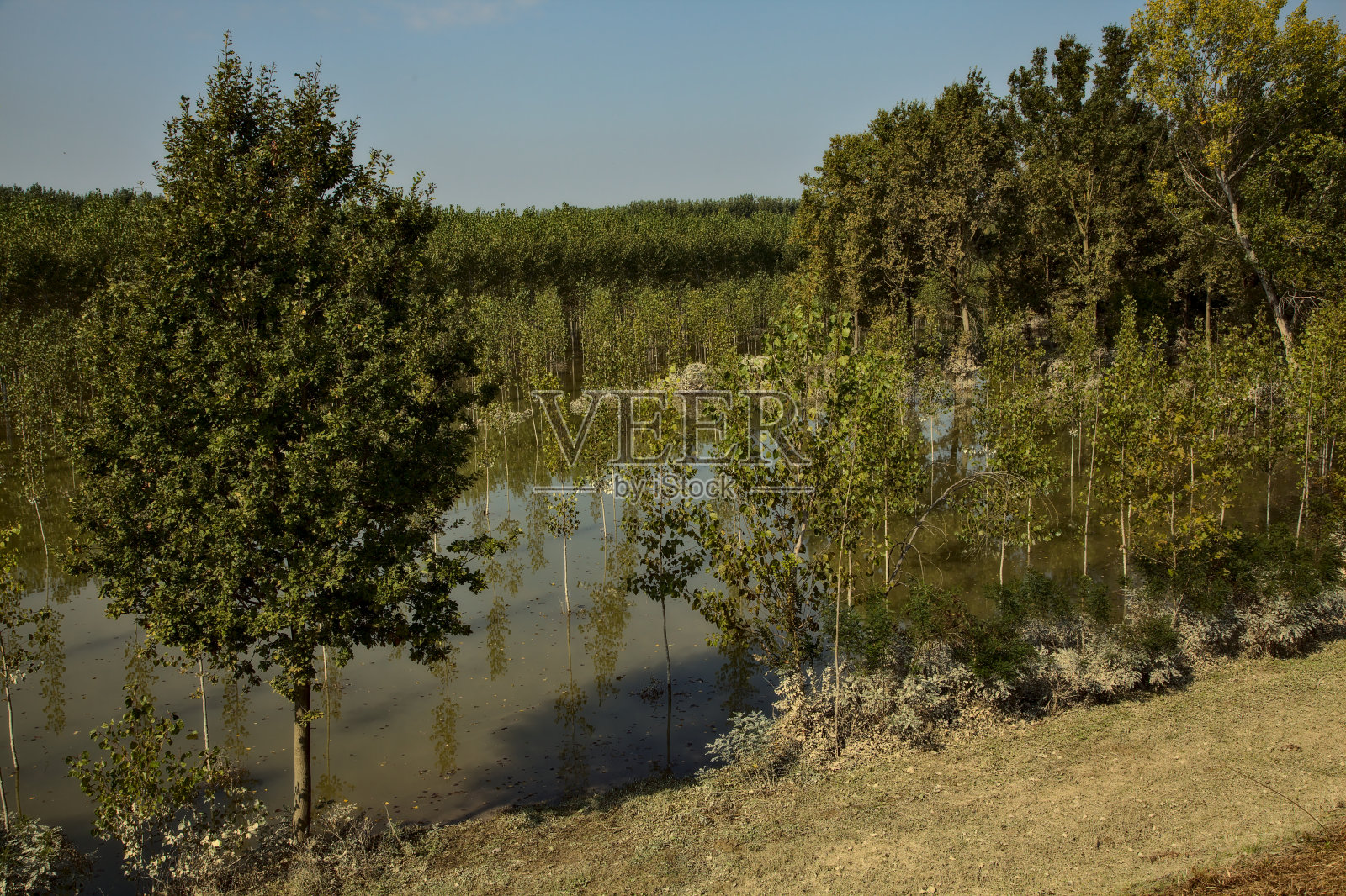 秋天中午，白桦树种植园被洪水淹没照片摄影图片