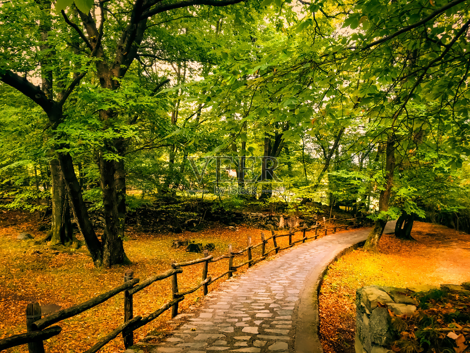 秋天的森林小径，落叶呈棕色和黄色照片摄影图片
