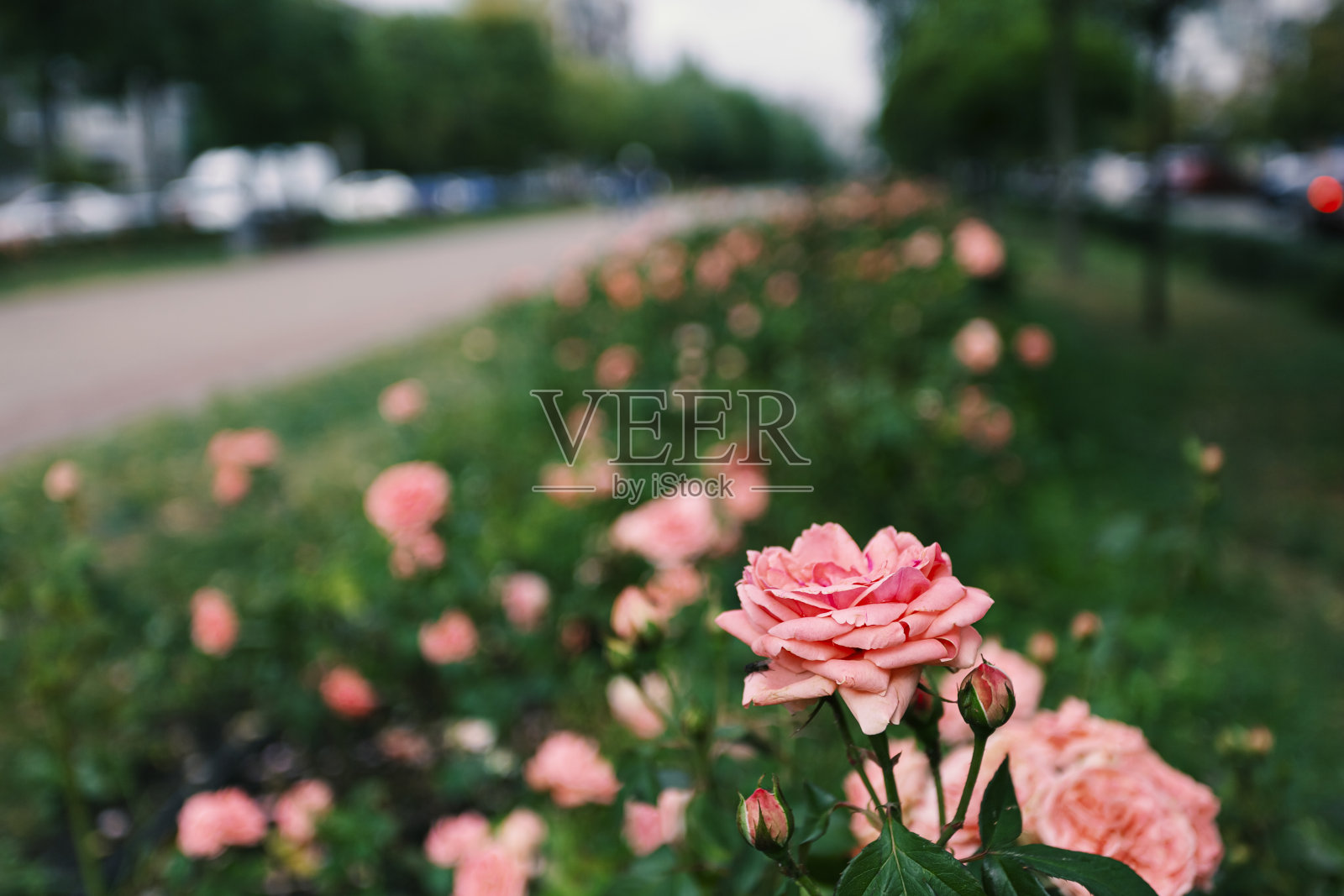 一个现代城市的花坛背景。城市景观照片摄影图片