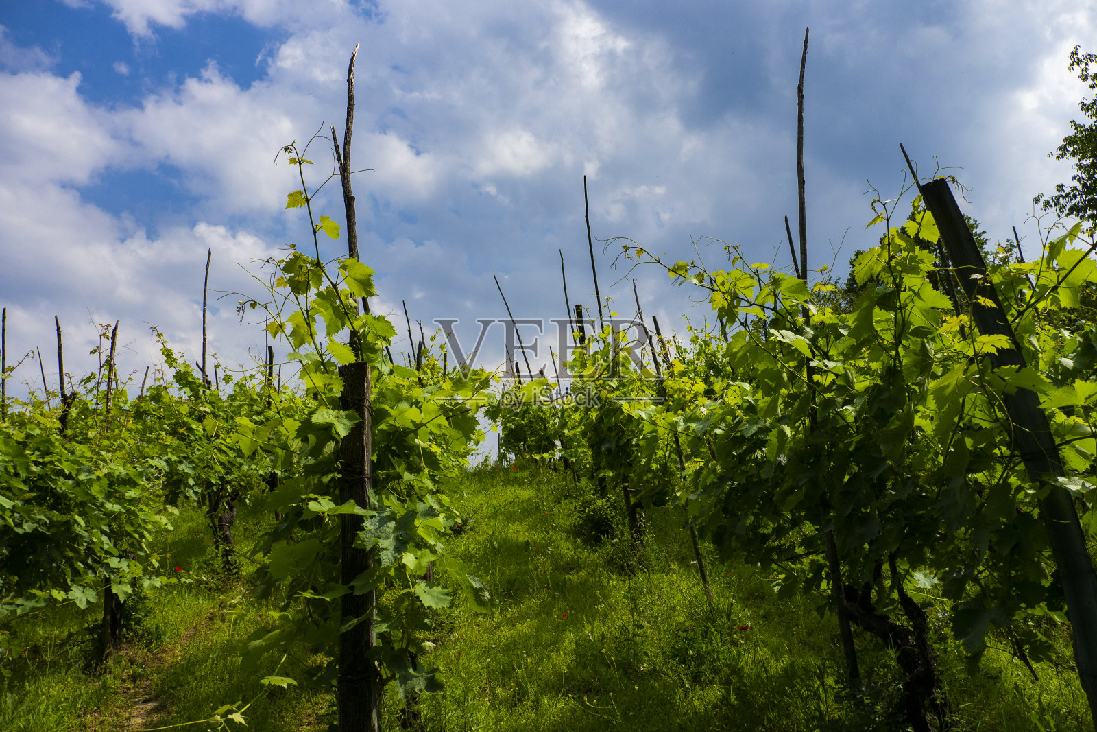 意大利北部的葡萄园，夏季照片摄影图片