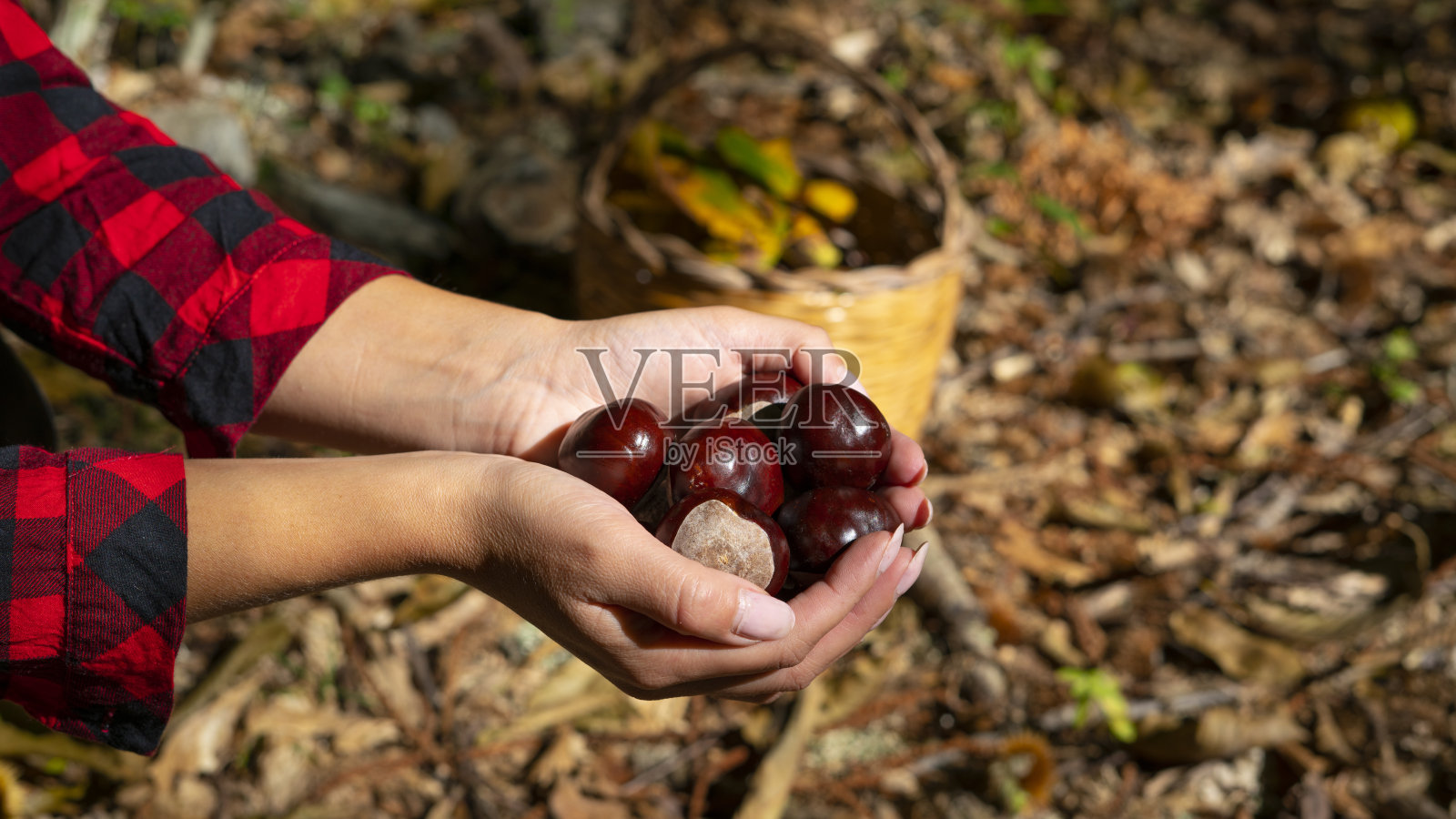 一个在树林里拿着栗子喂马的女人，还有一篮子栗子，撒丁岛栗子，哑光栗子，亚里佐栗子照片摄影图片