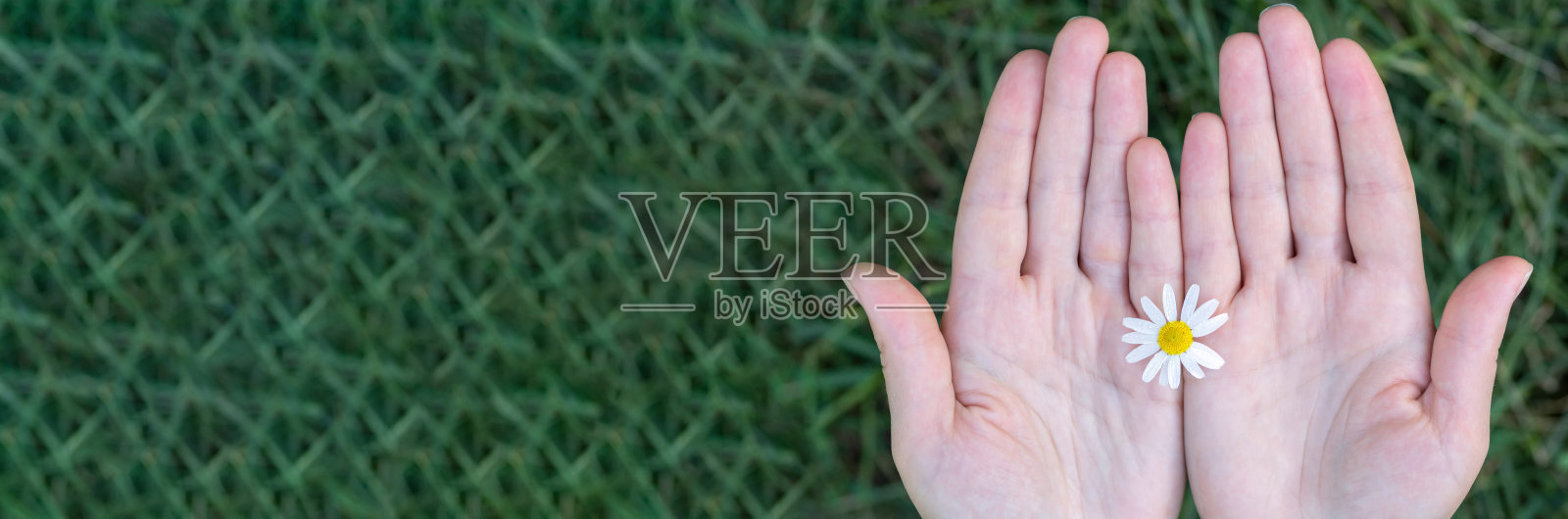 田间的甘菊在手中照片摄影图片