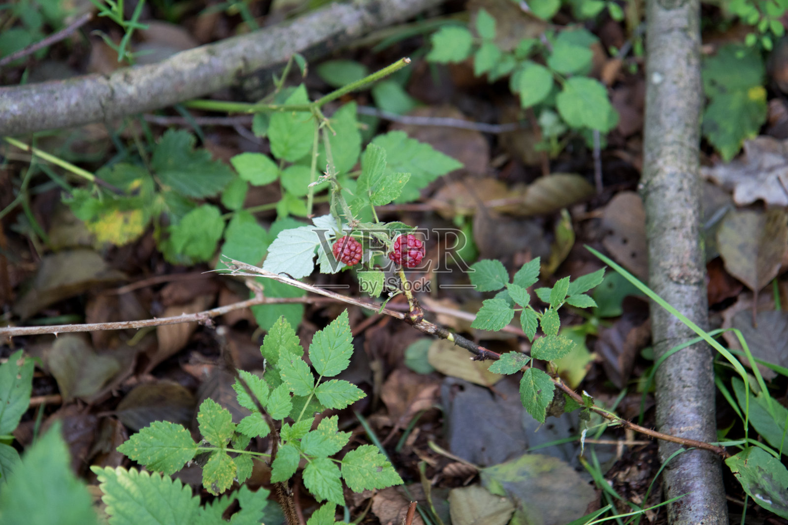 风景和自然在秋天的森林在德国照片摄影图片