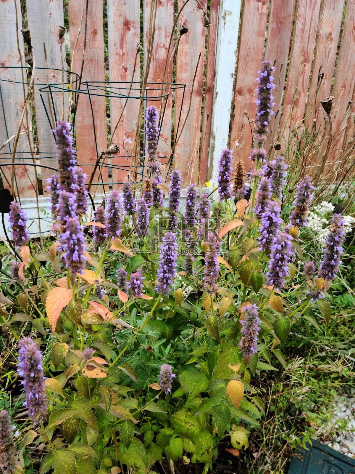 茴香牛膝草照片摄影图片