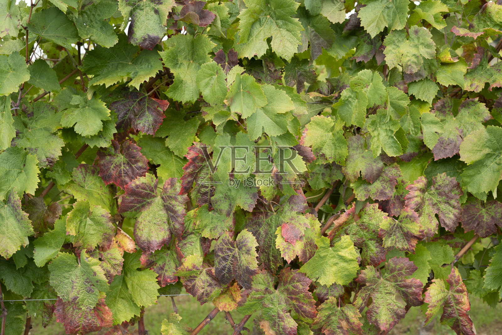 撒丁岛中部的曼drolisai葡萄园的秋天的颜色，升起照片摄影图片