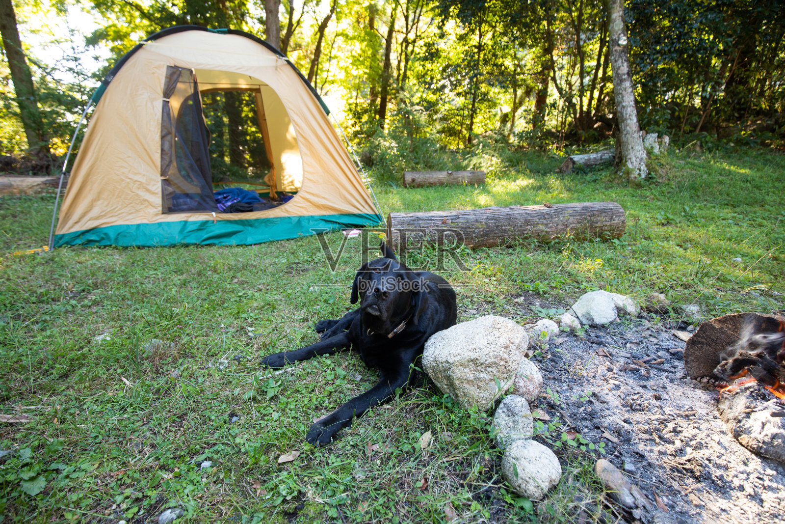 一只黑色的拉布拉多狗坐在营地照片摄影图片