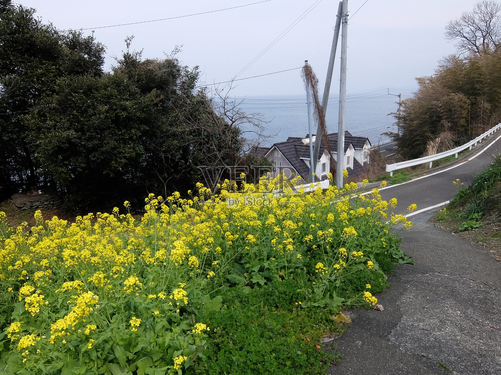 路边鲜花盛开照片摄影图片